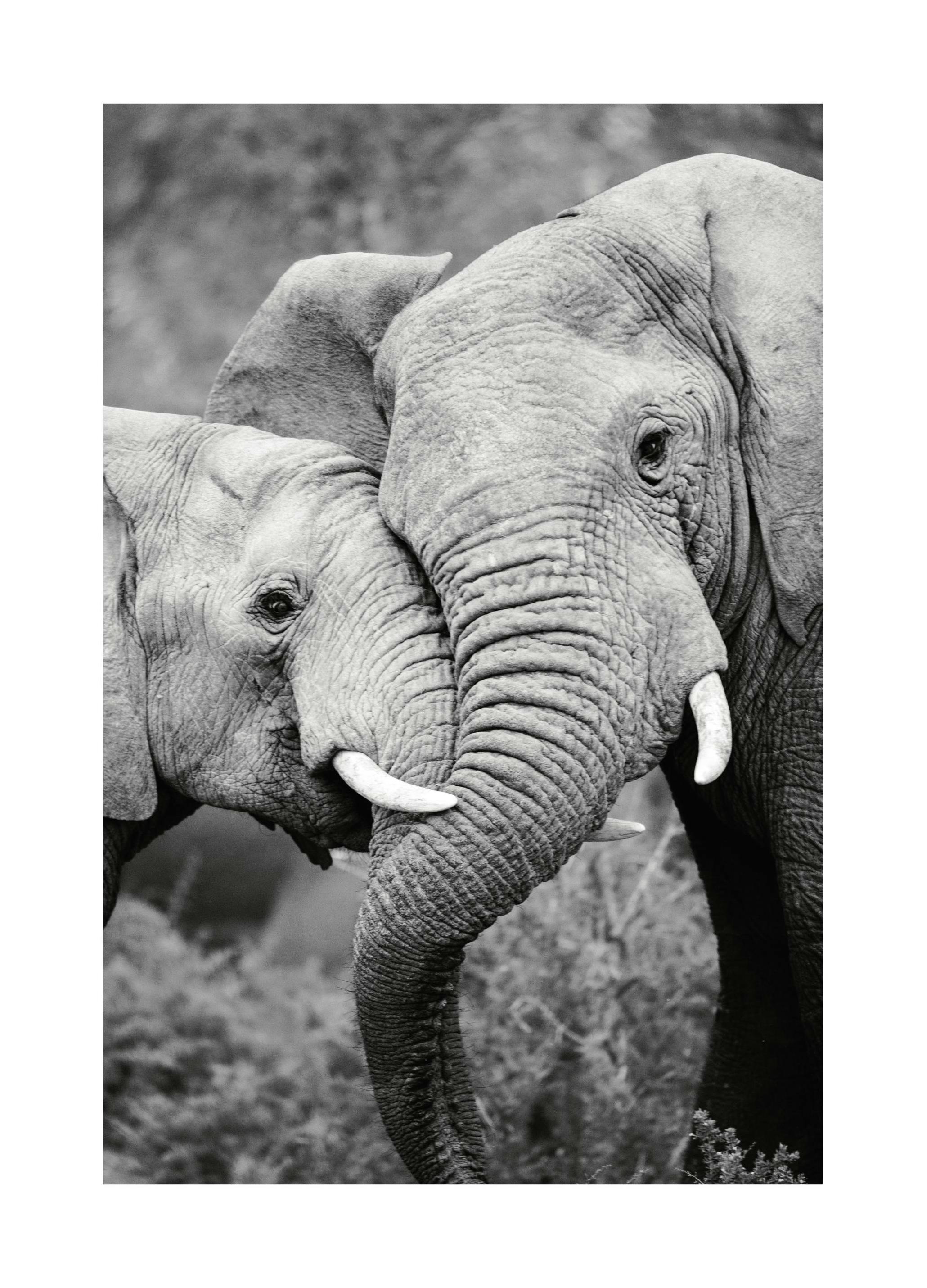 Prints - Elephant Friends Print (30x40 cm) - Black & white prints