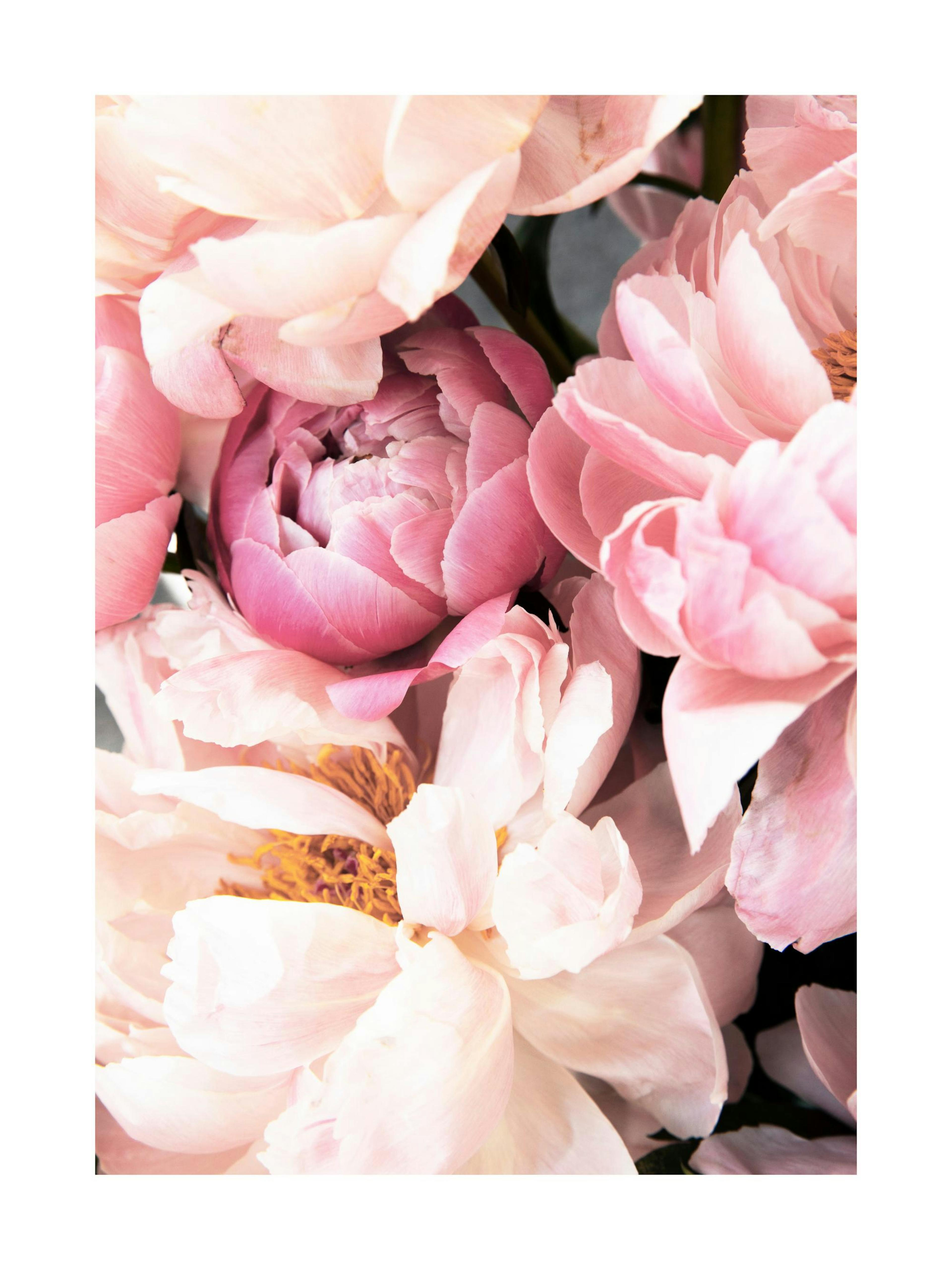 Pink Peonies No2 Print