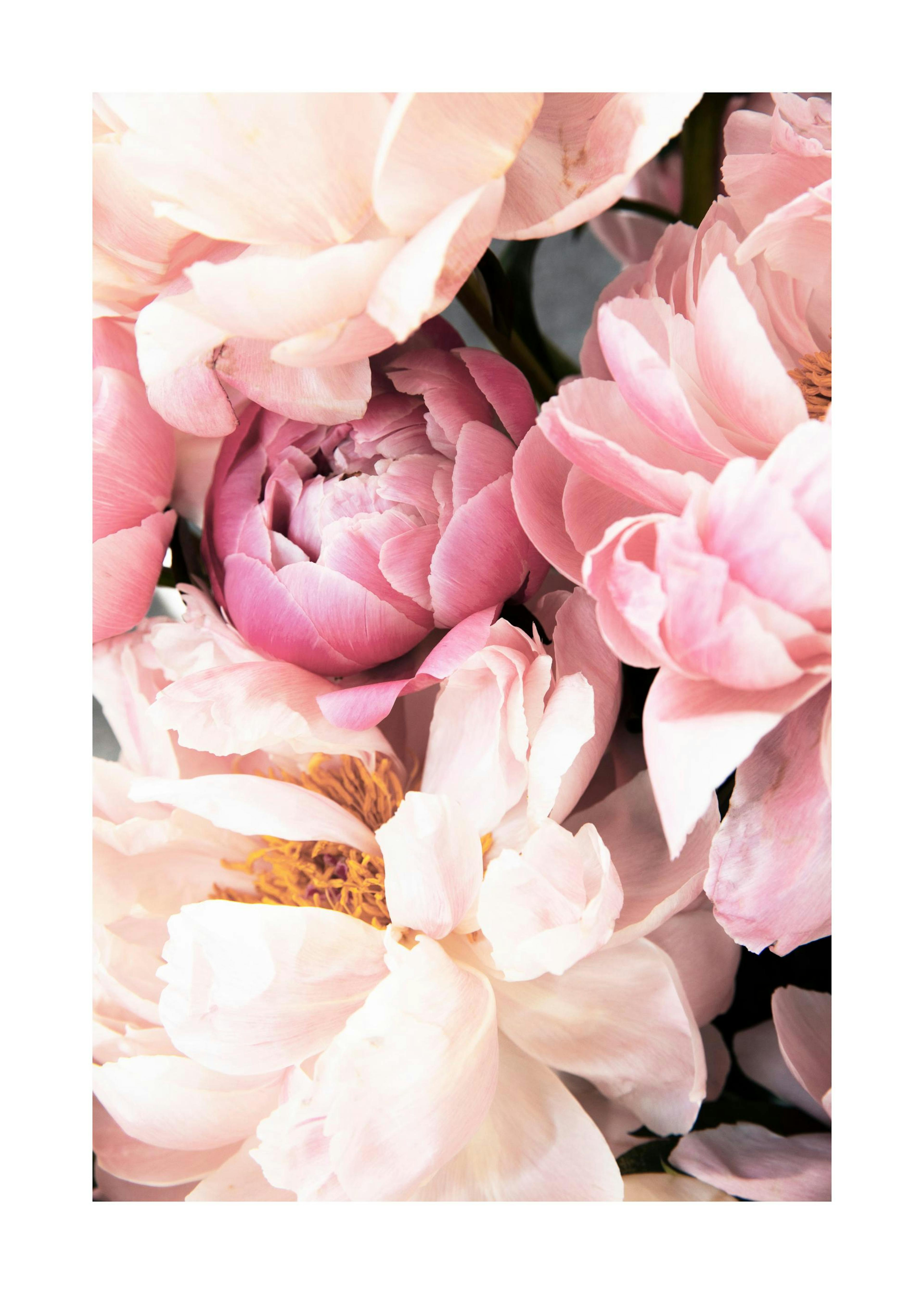 Pink Peonies No2 Print 0