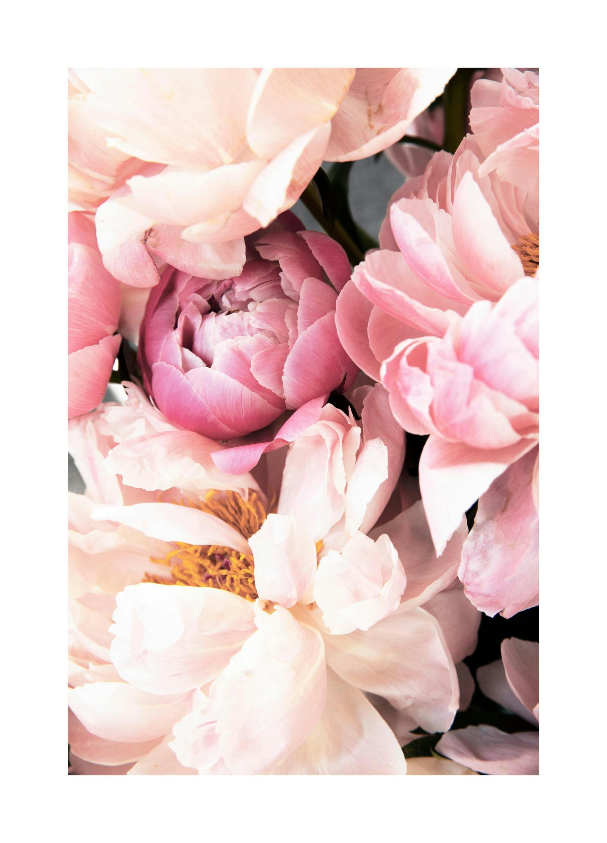 Prints - Pink Peonies No2 Print (30x40 cm) - Photography prints