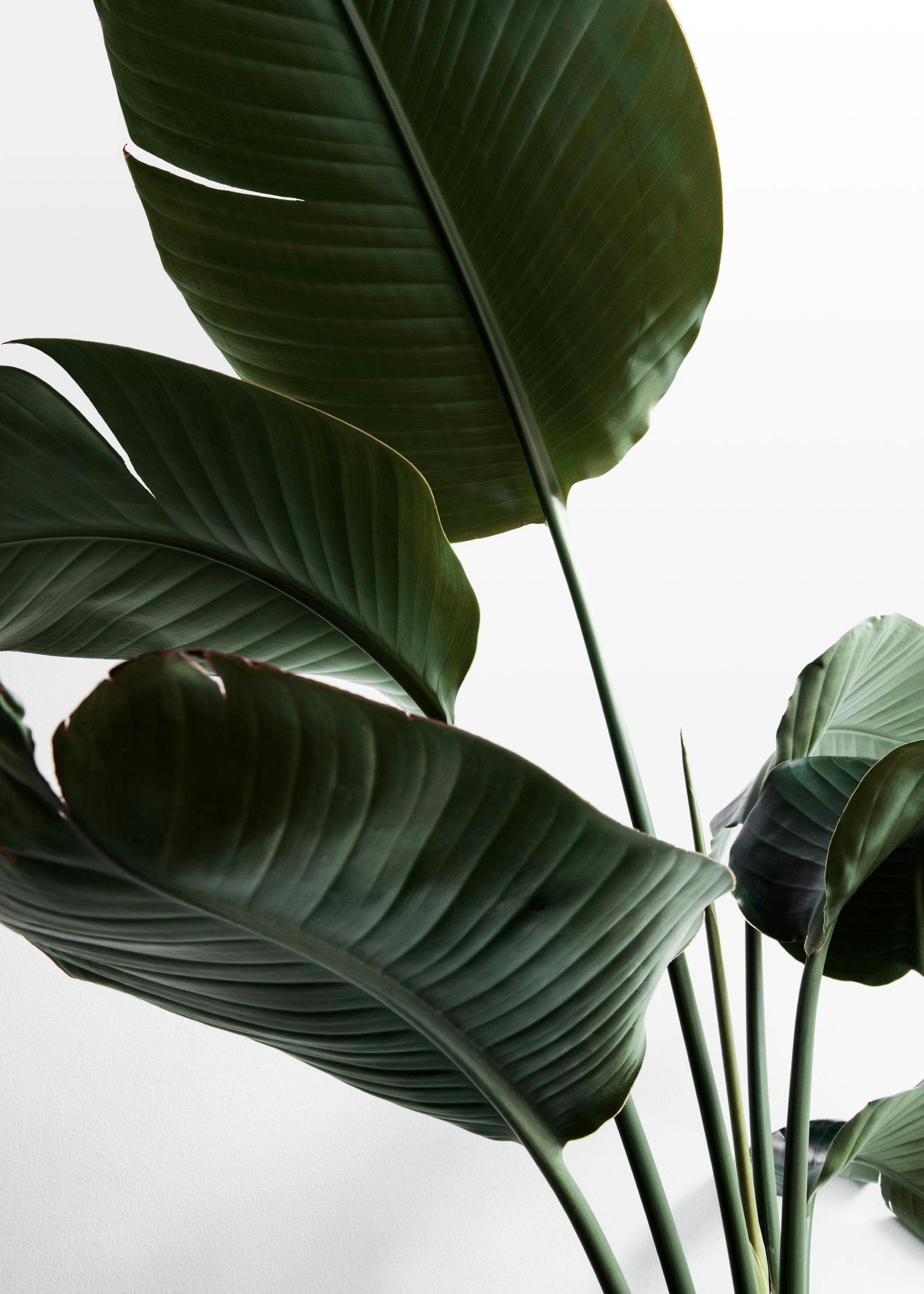 Strelitzia One Affiche 0