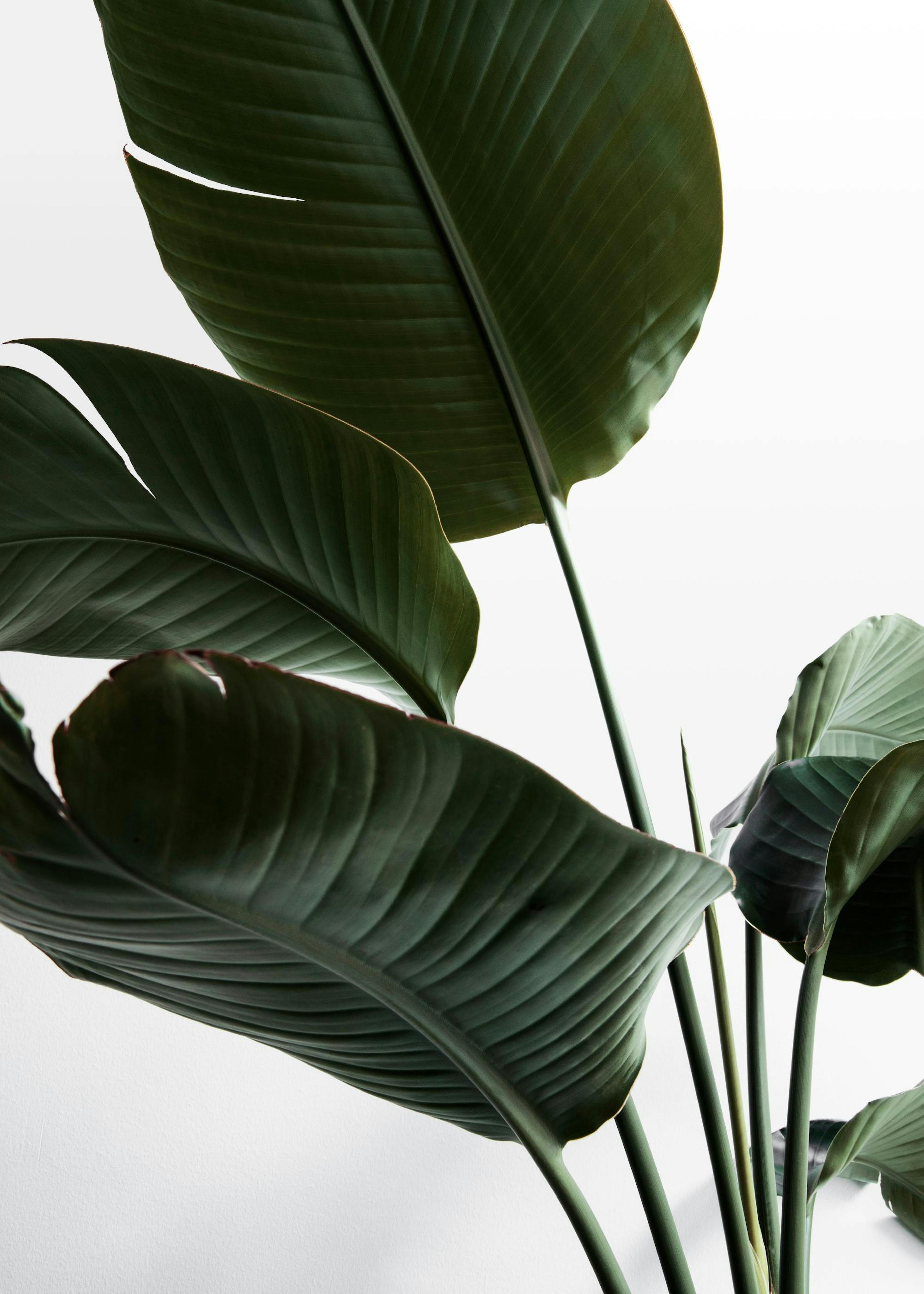 Strelitzia One Poster 0