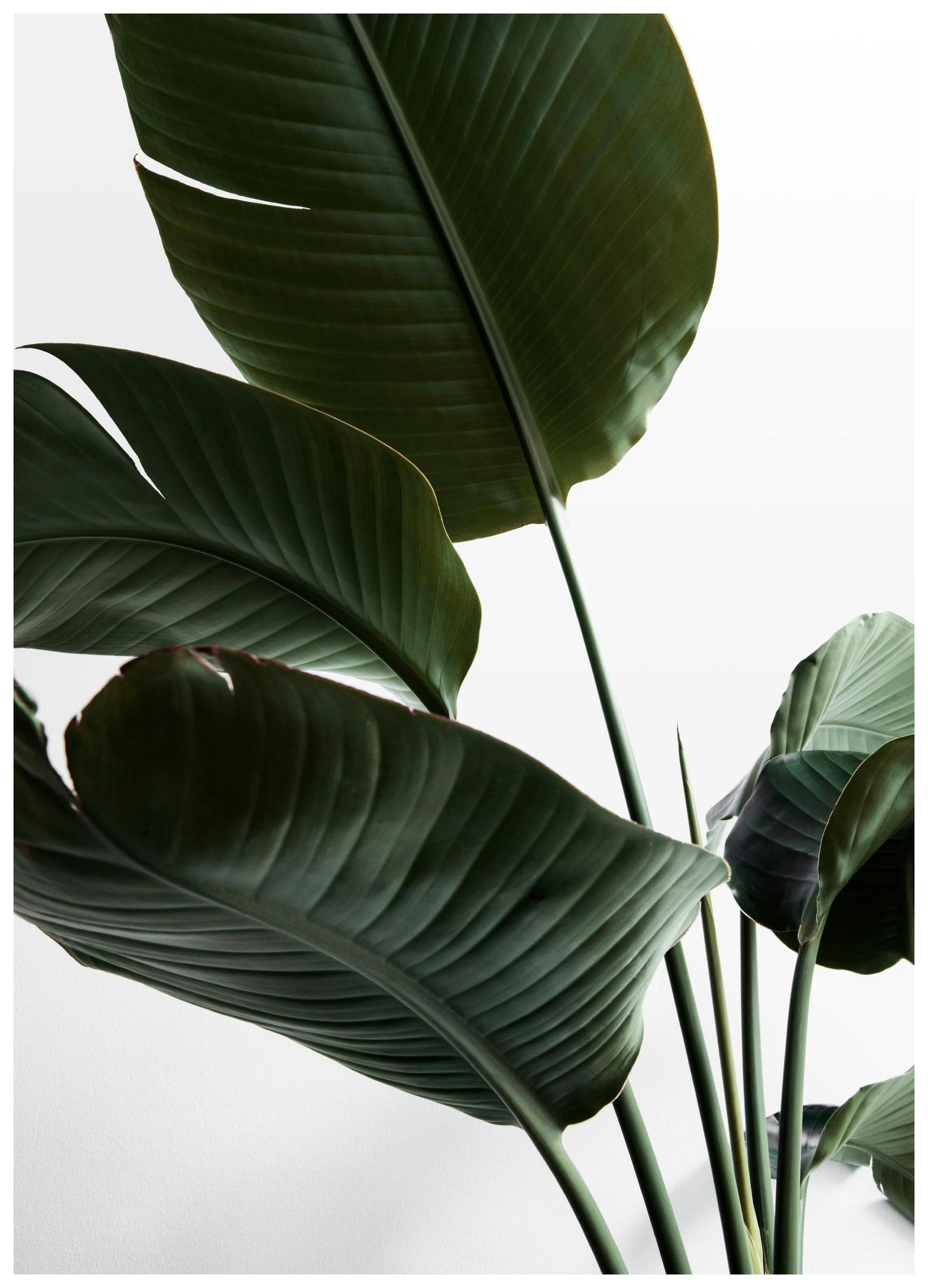 Strelitzia One Affiche (21x30 cm) - Photographies