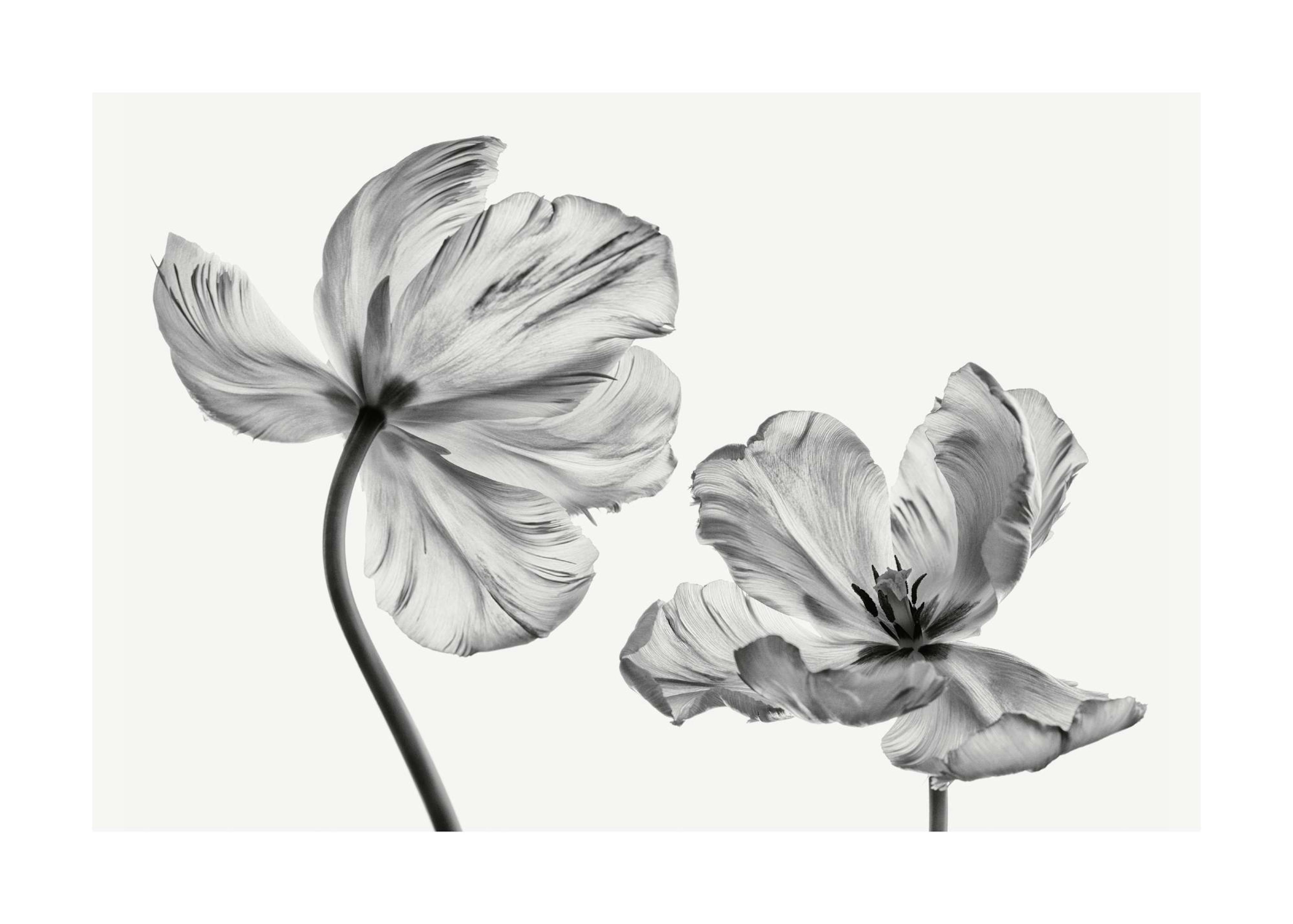 Black and White Tulips Poster 0