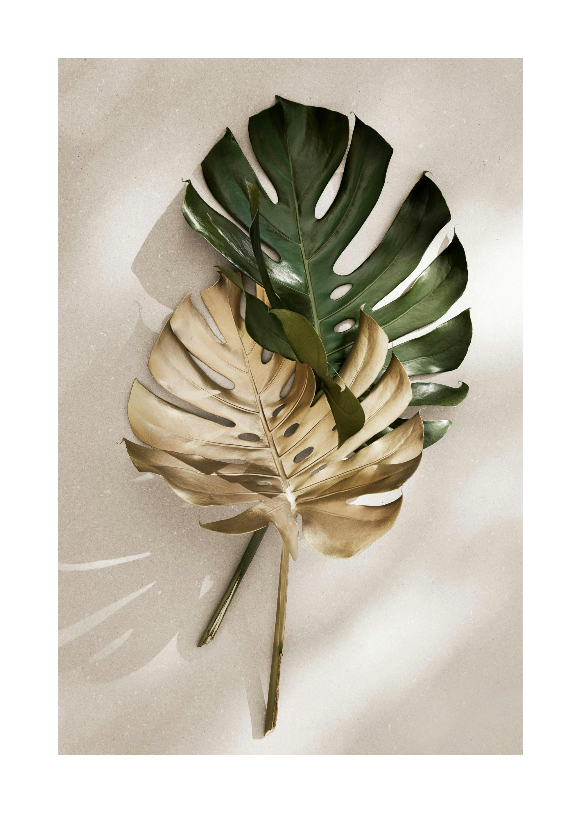 Gold Monstera No1 Poster 0