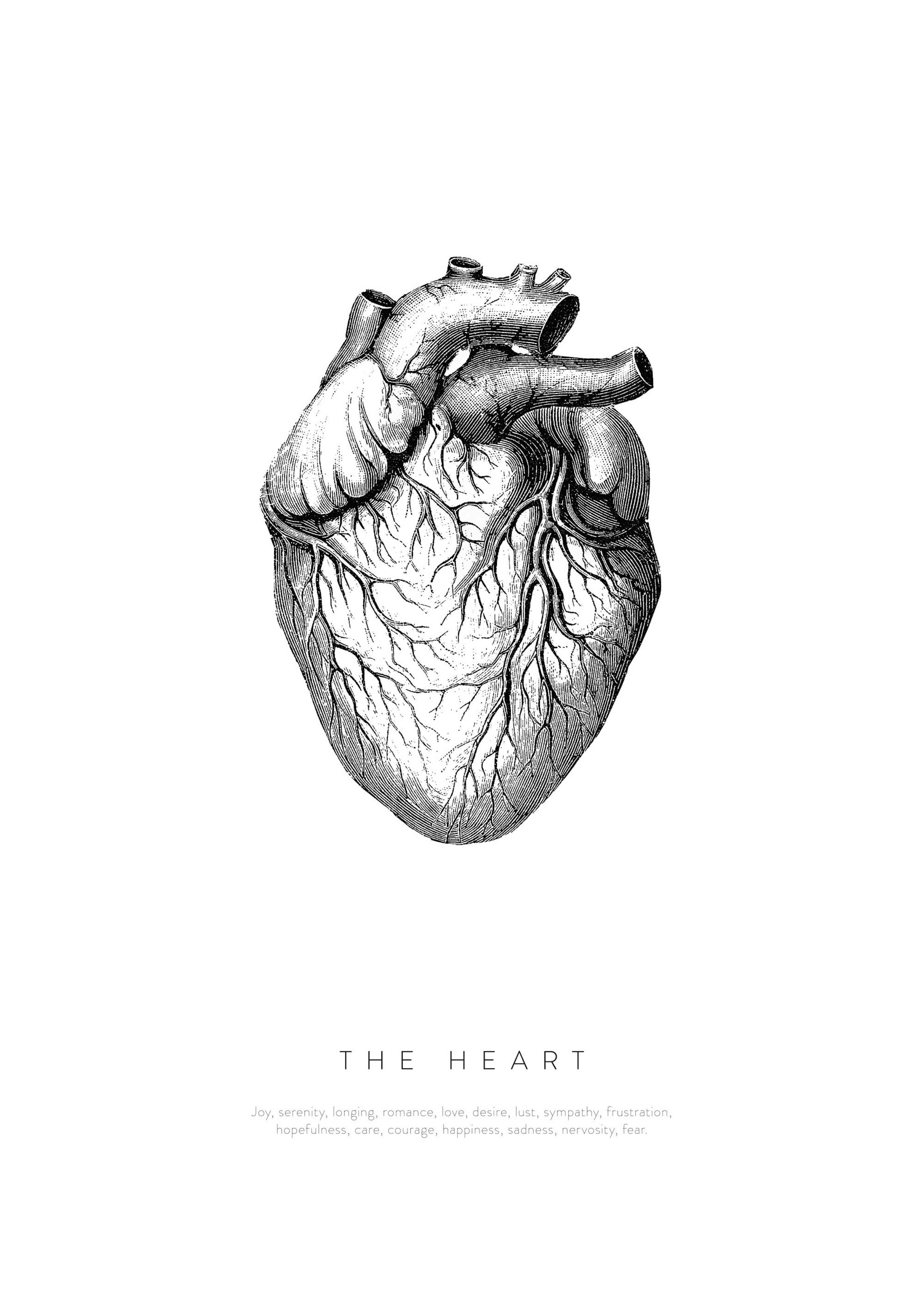 Anatomy of the Heart Poster 0
