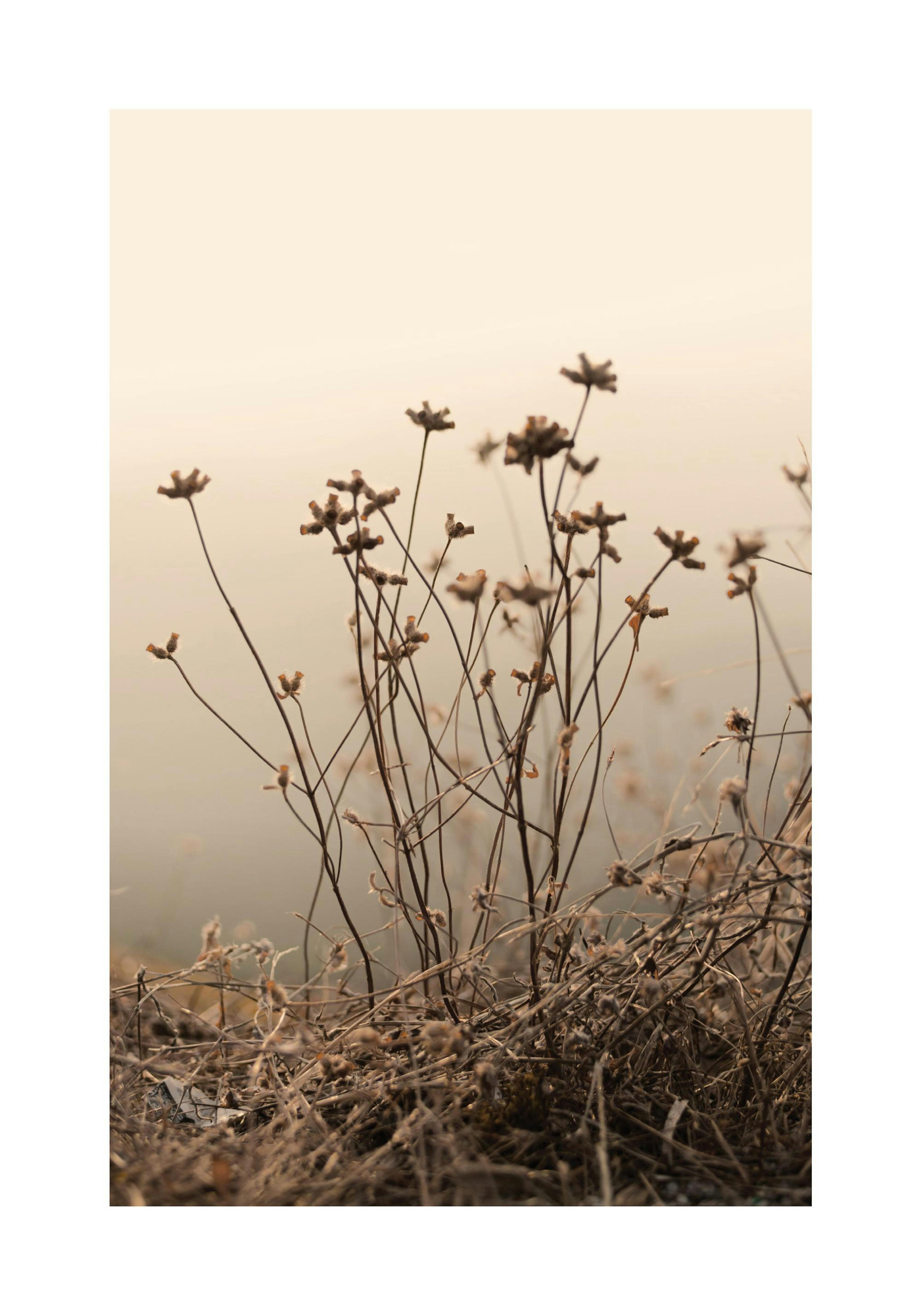 Withered Flowers on Field Poster