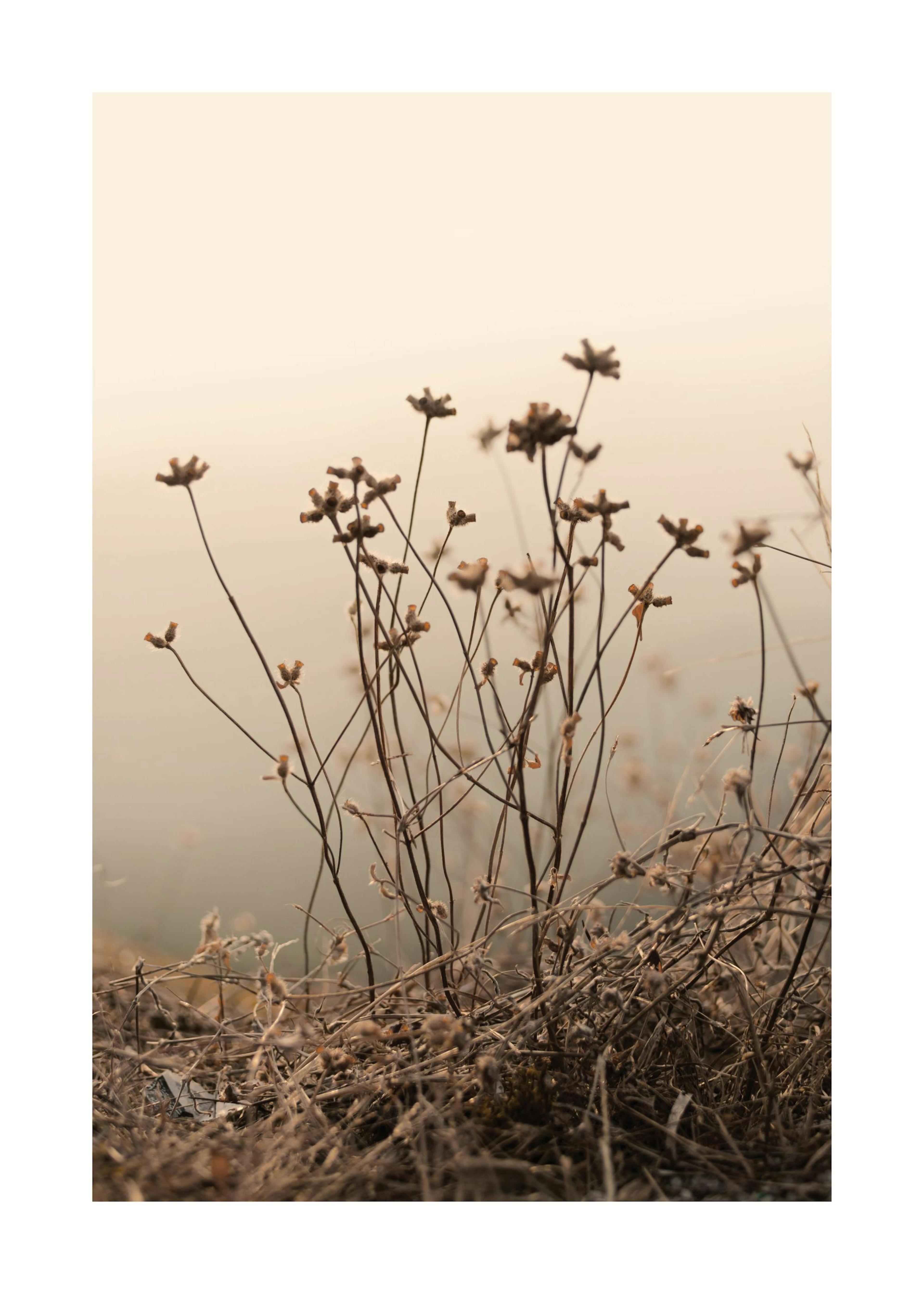 Withered Flowers on Field Print 0