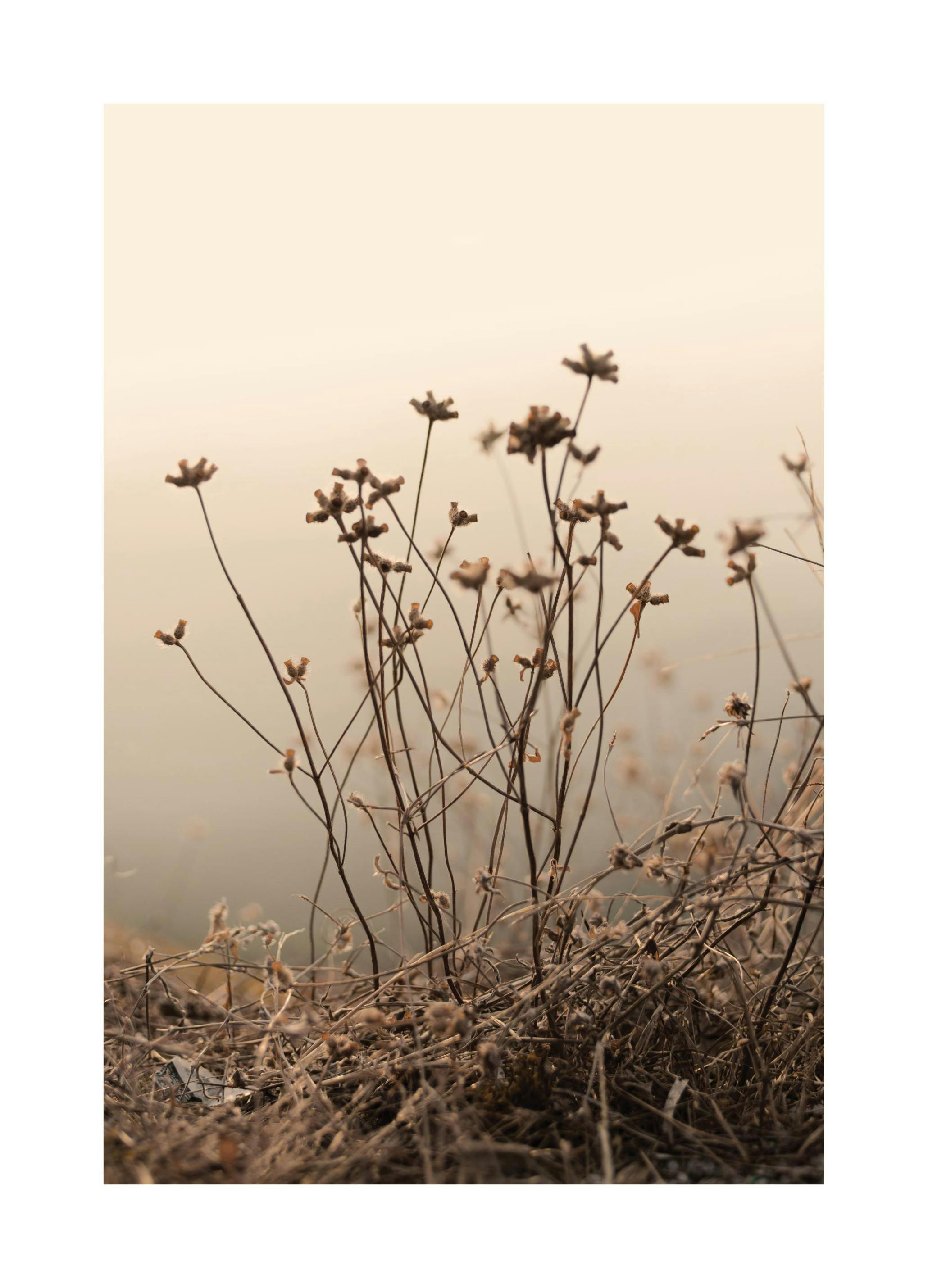 Withered Flowers on Field Poster (21x30 cm) -  Poster mit Blumenmotiven
