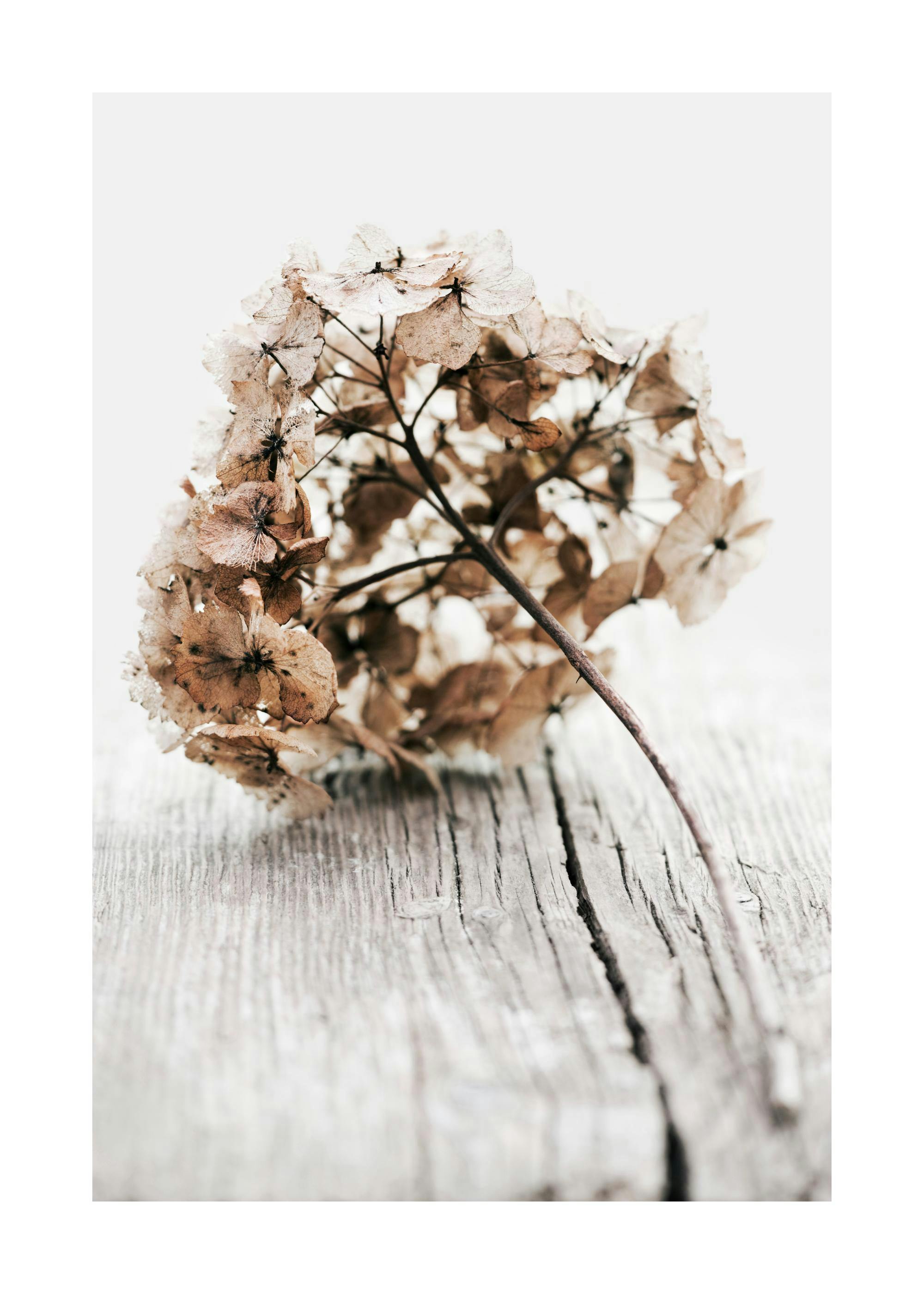 Hydrangea Twig Poster 0