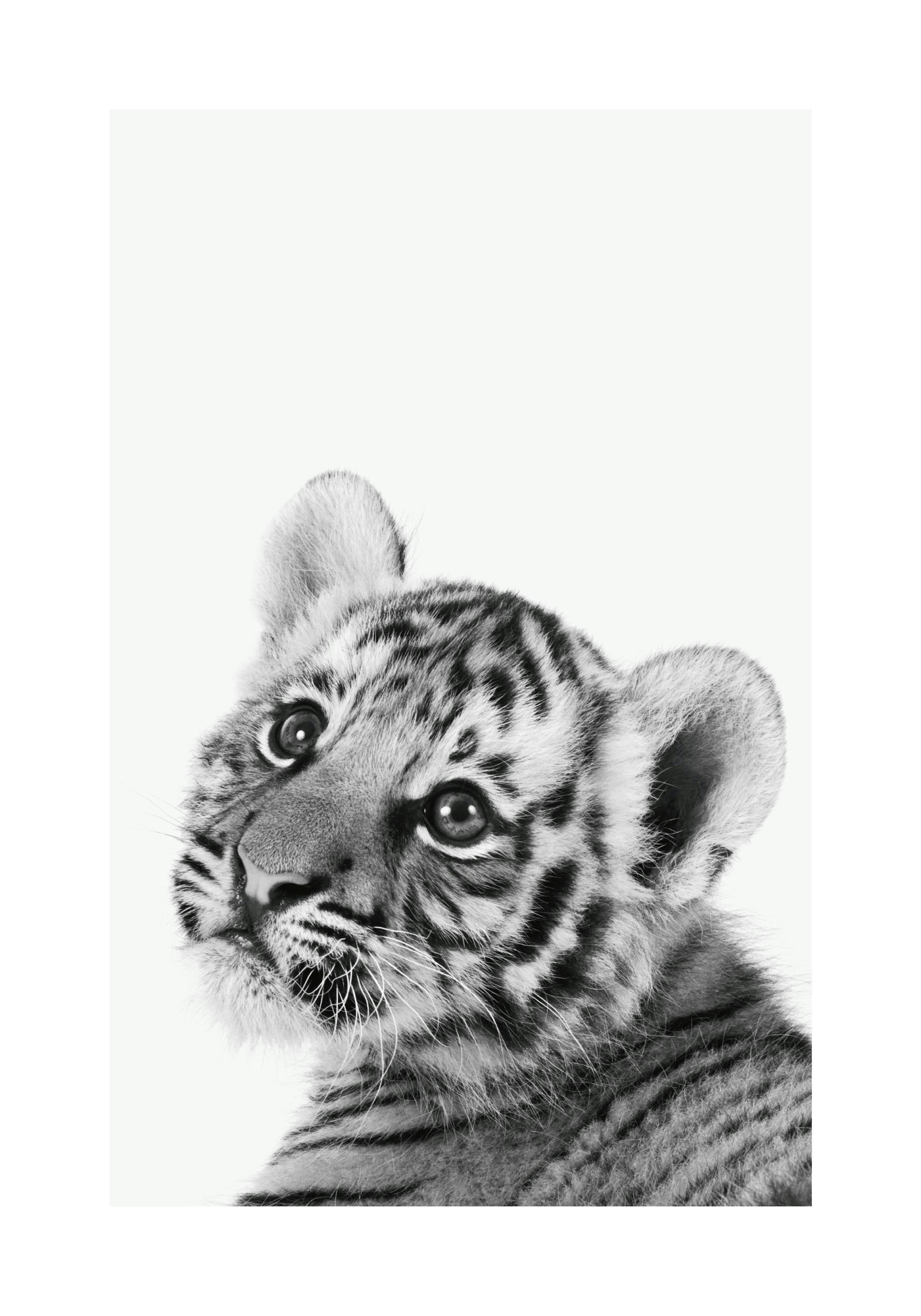 Baby Tiger Poster
