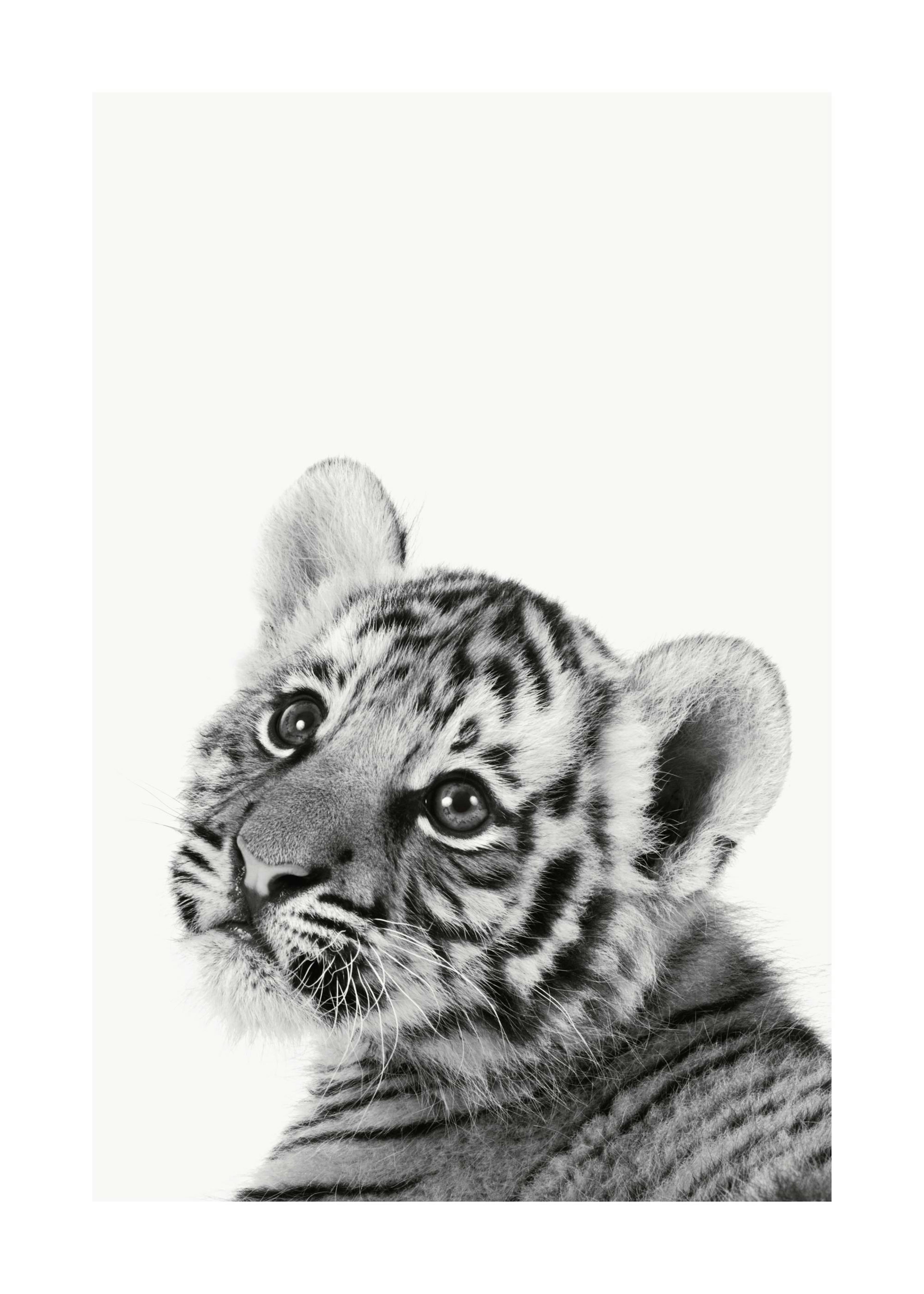 Baby Tiger 포스터 0
