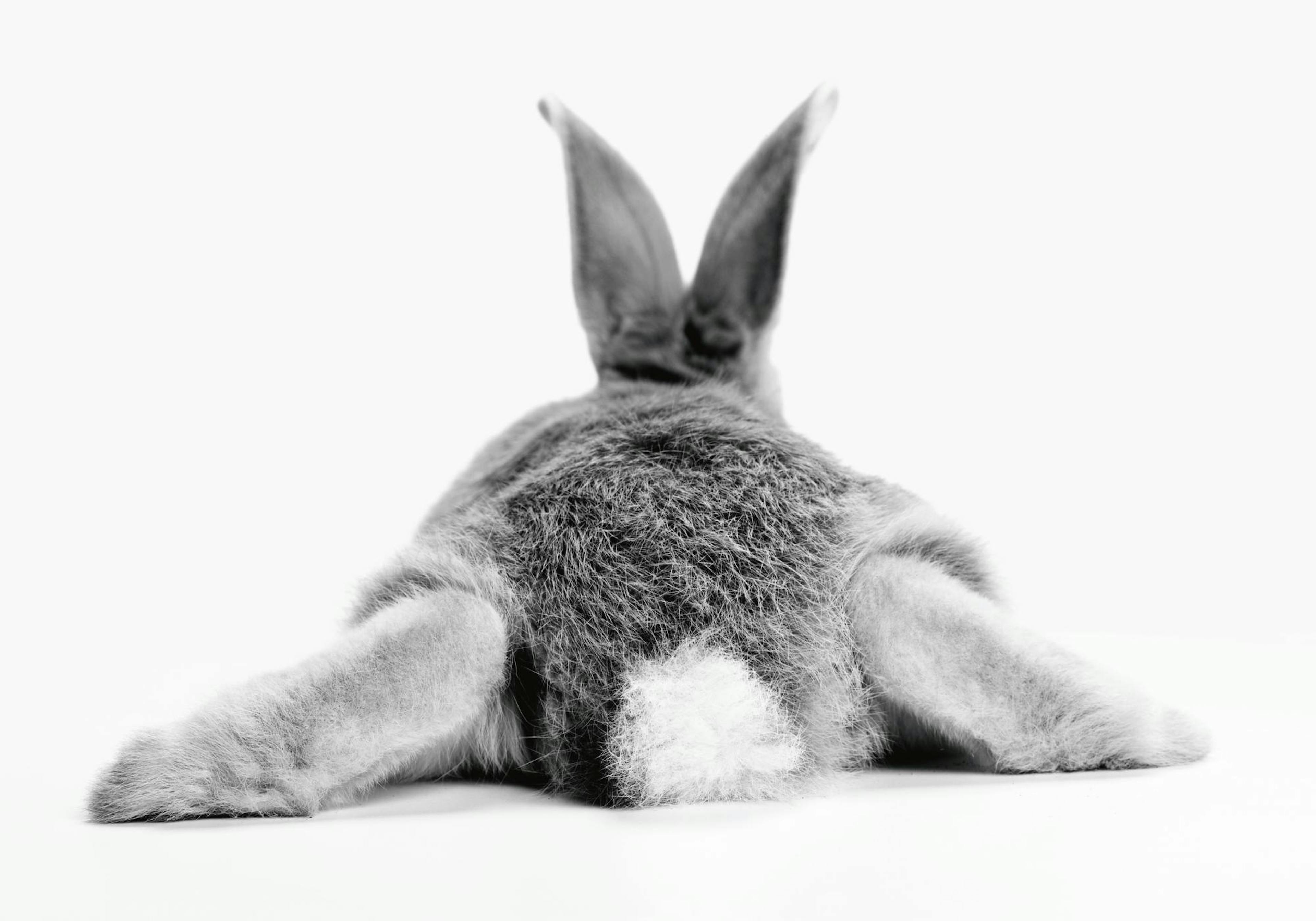 Bunny Behind Poster