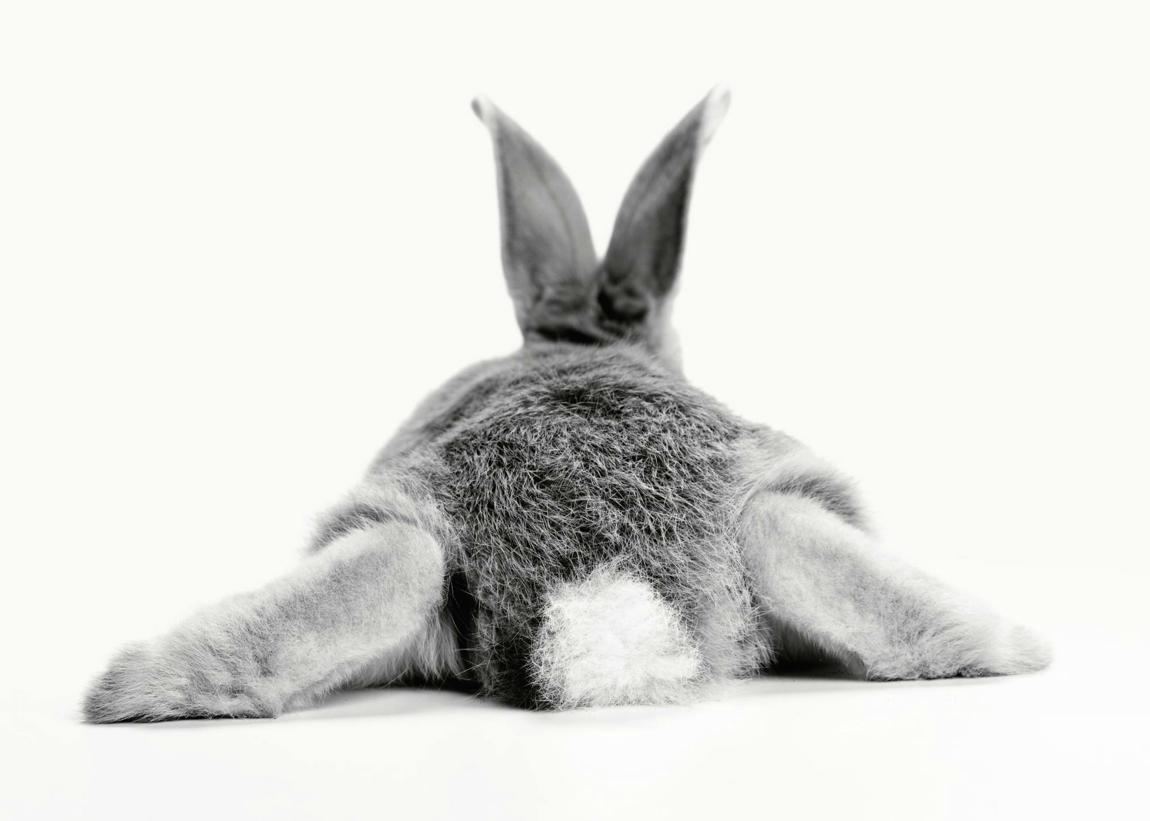 Bunny Behind Poster 0