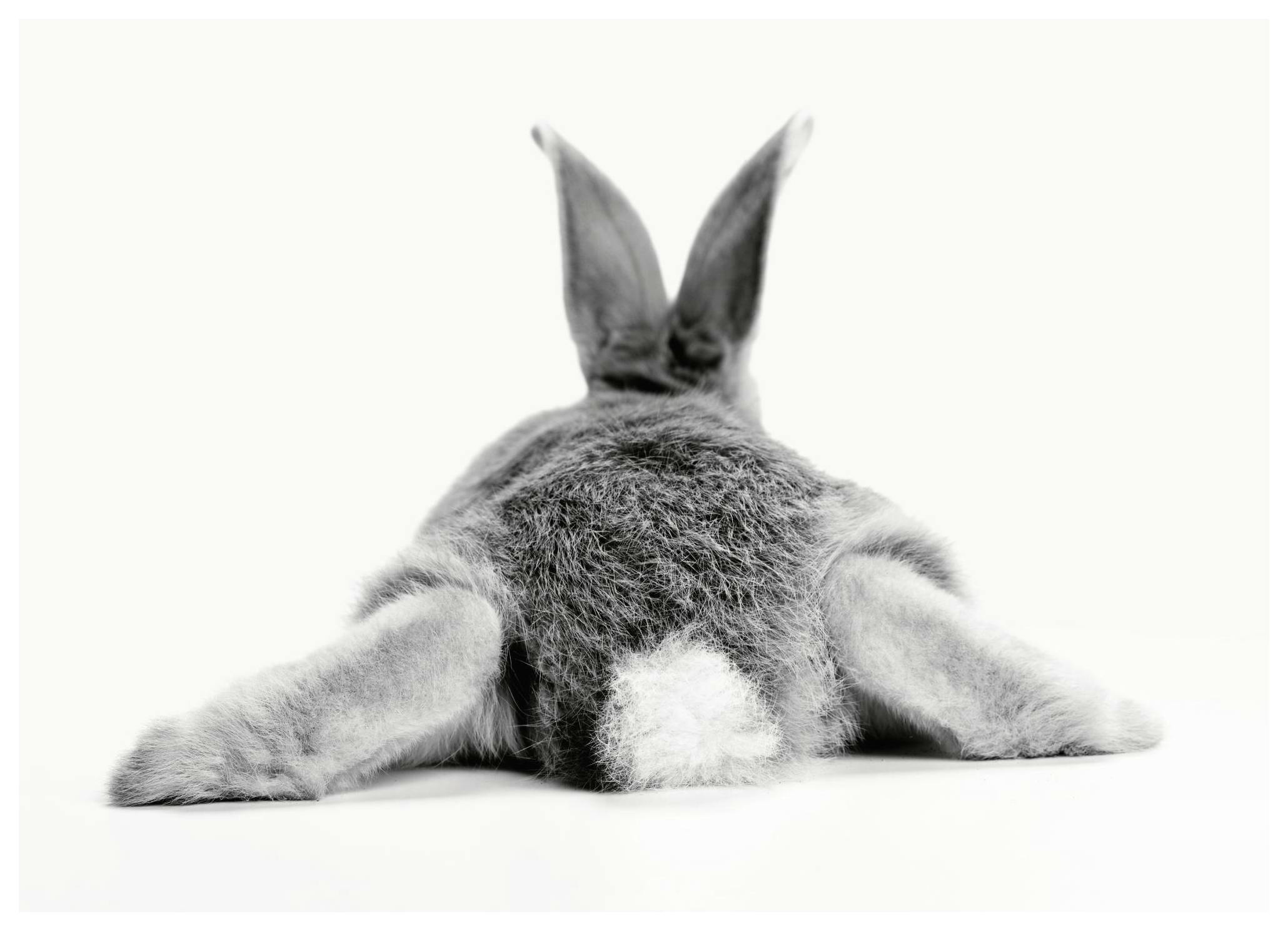 Bunny Behind Poster (21x30 cm) -  Bilder mit Tiermotiven