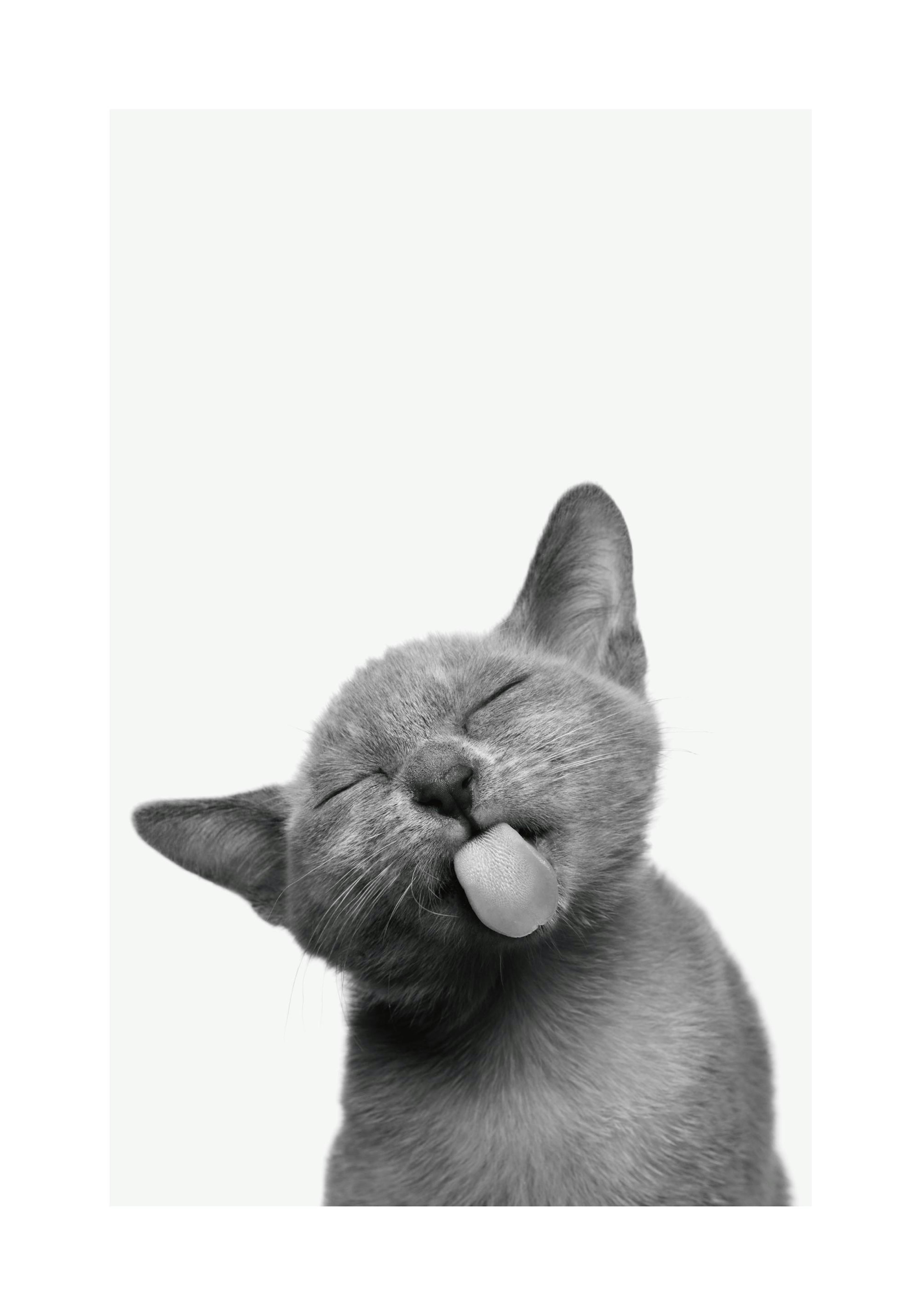 Cat Tongue 포스터