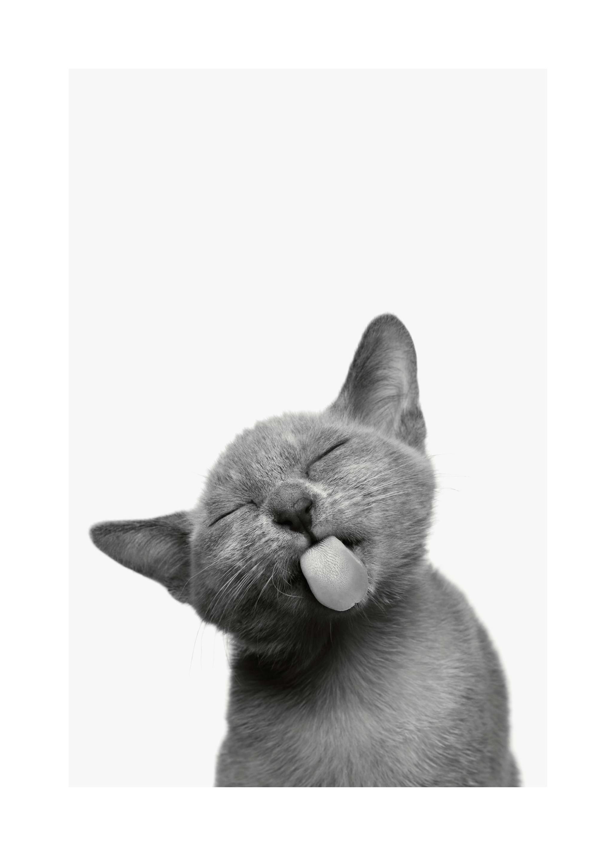 Cat Tongue Poster (21x30 cm) -  Bilder mit Tiermotiven
