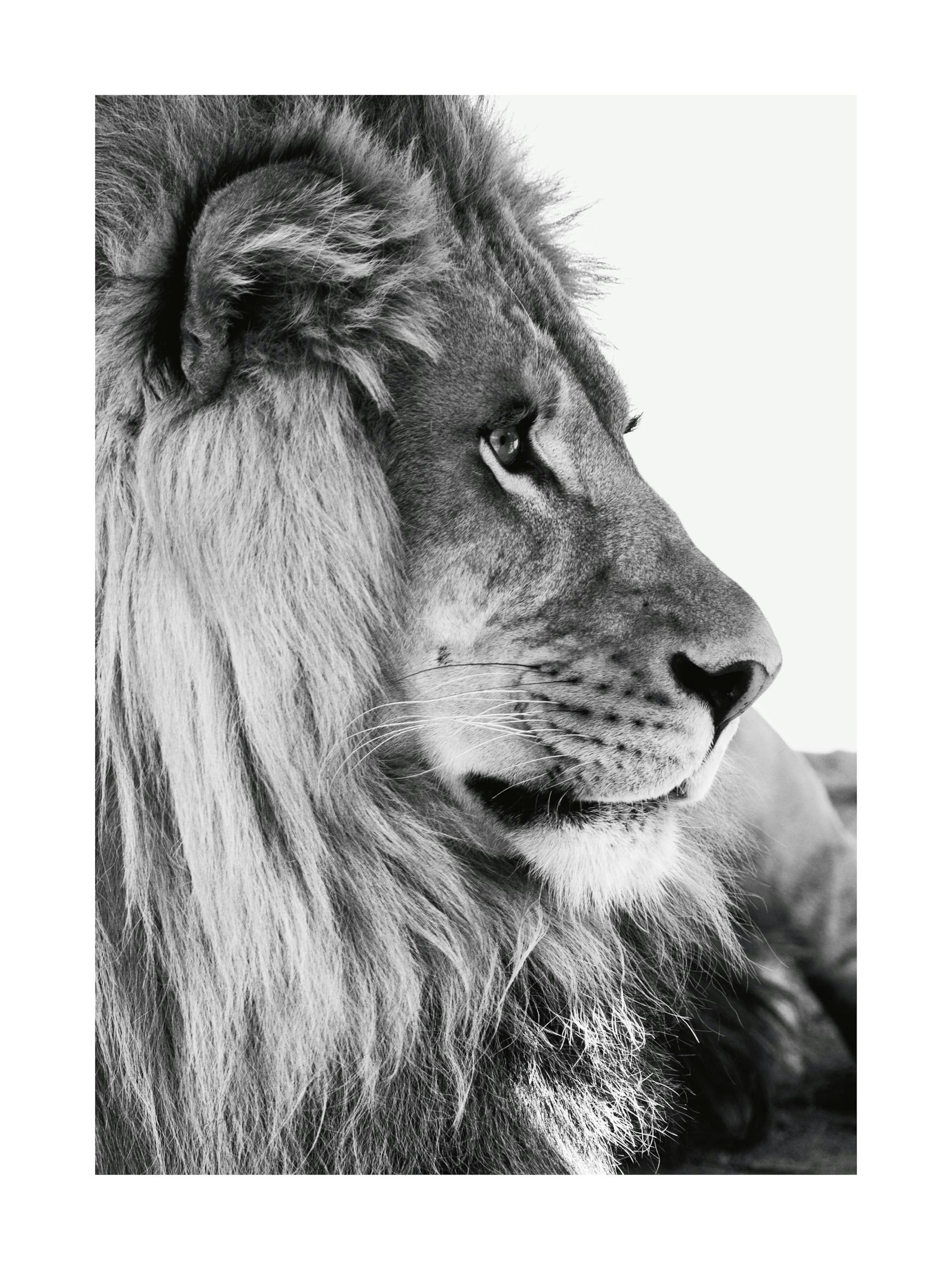 Lion Profile Plakat