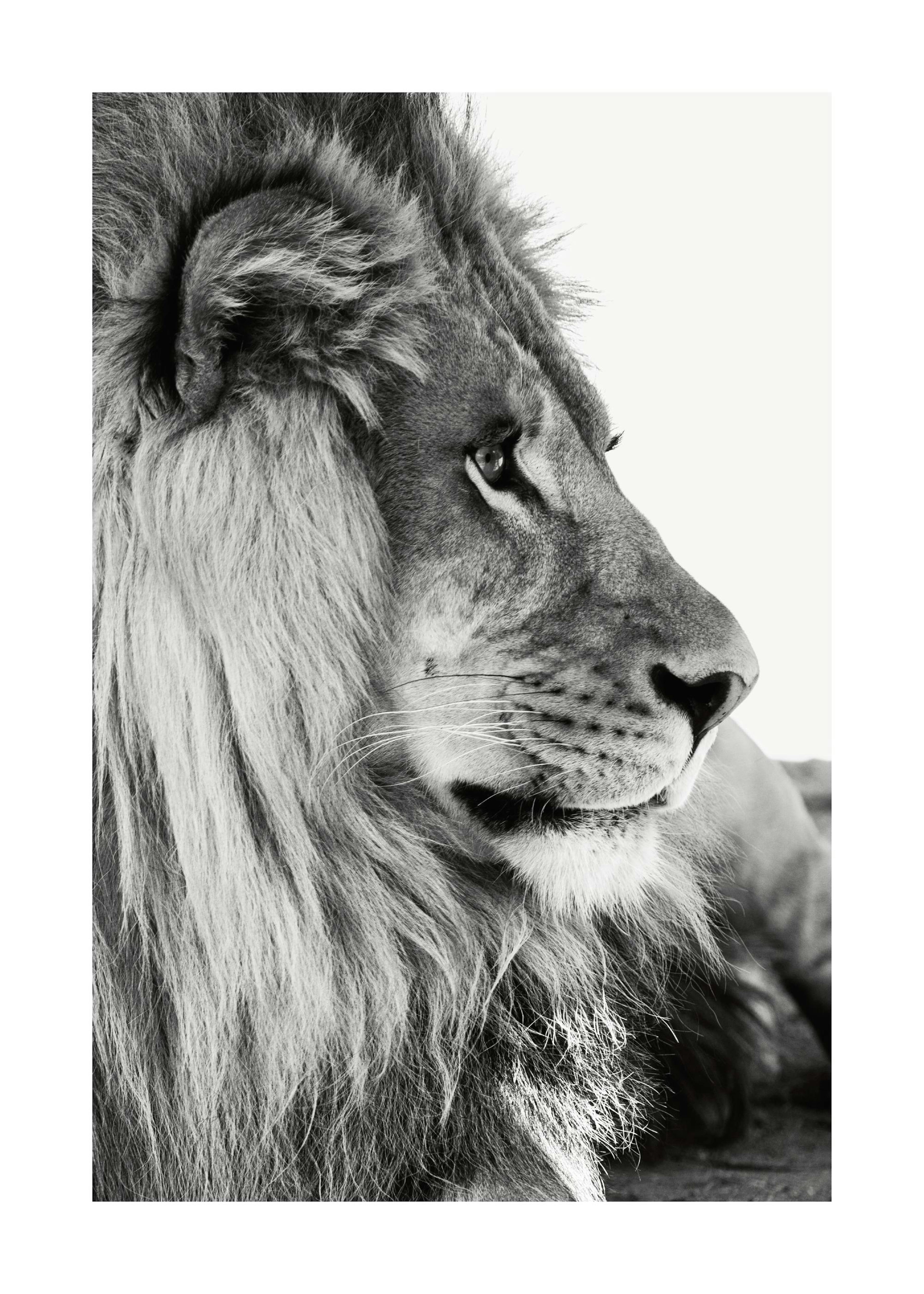 Lion Profile 포스터 0