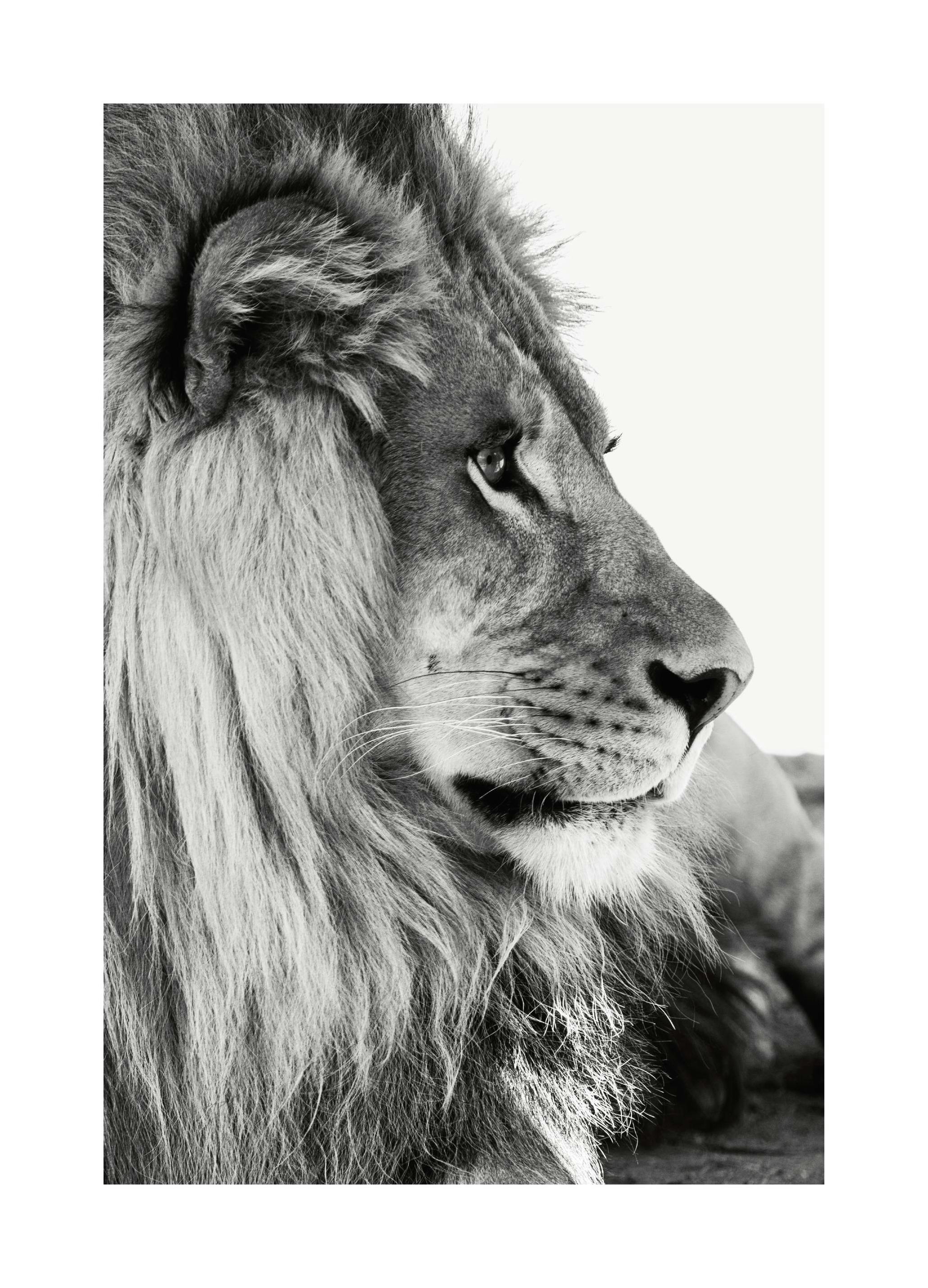 Lion Profile Affiche (30x40 cm)