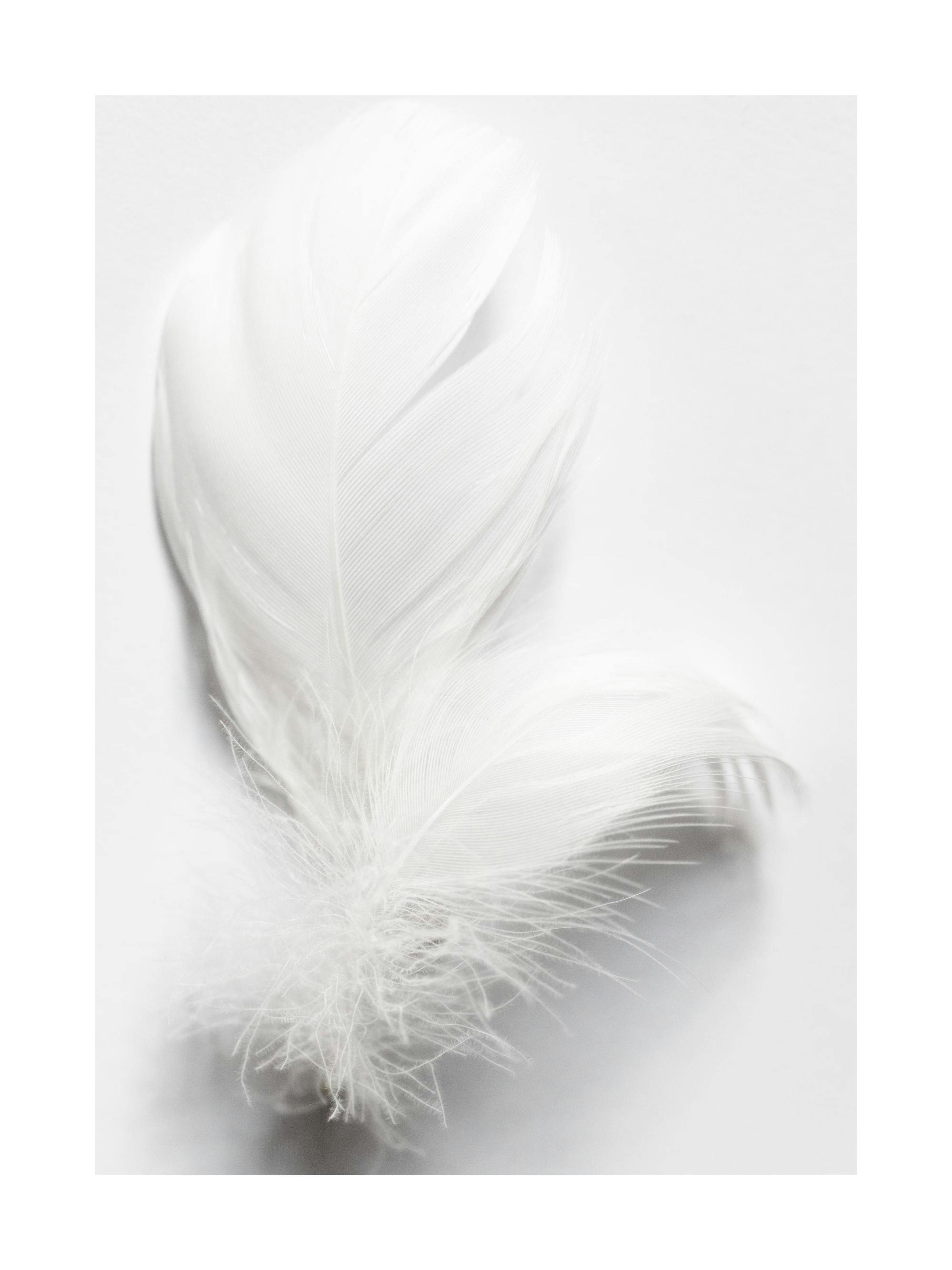 White Feathers Print