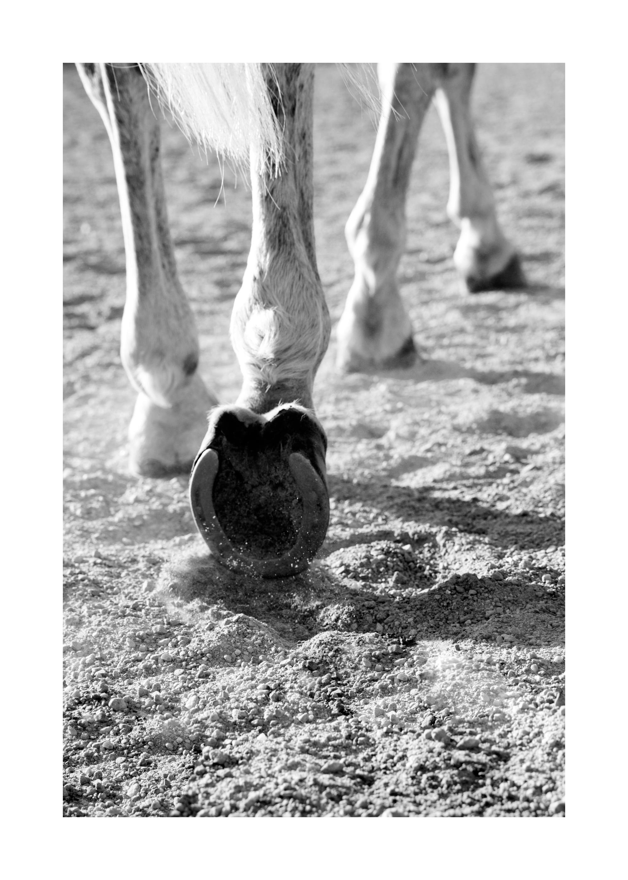 Horse Hoofs Poster 0