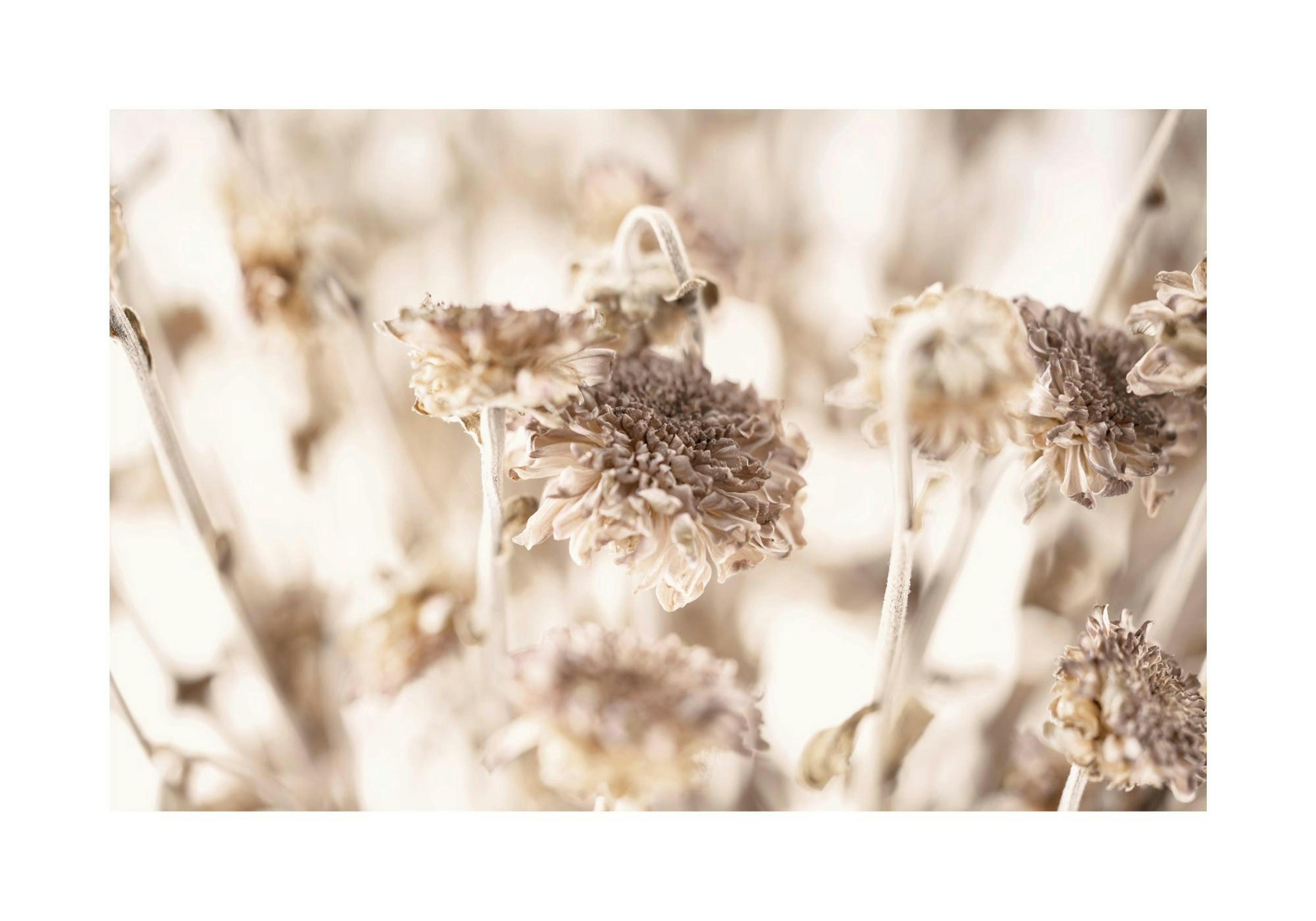 Dried Daisies Print
