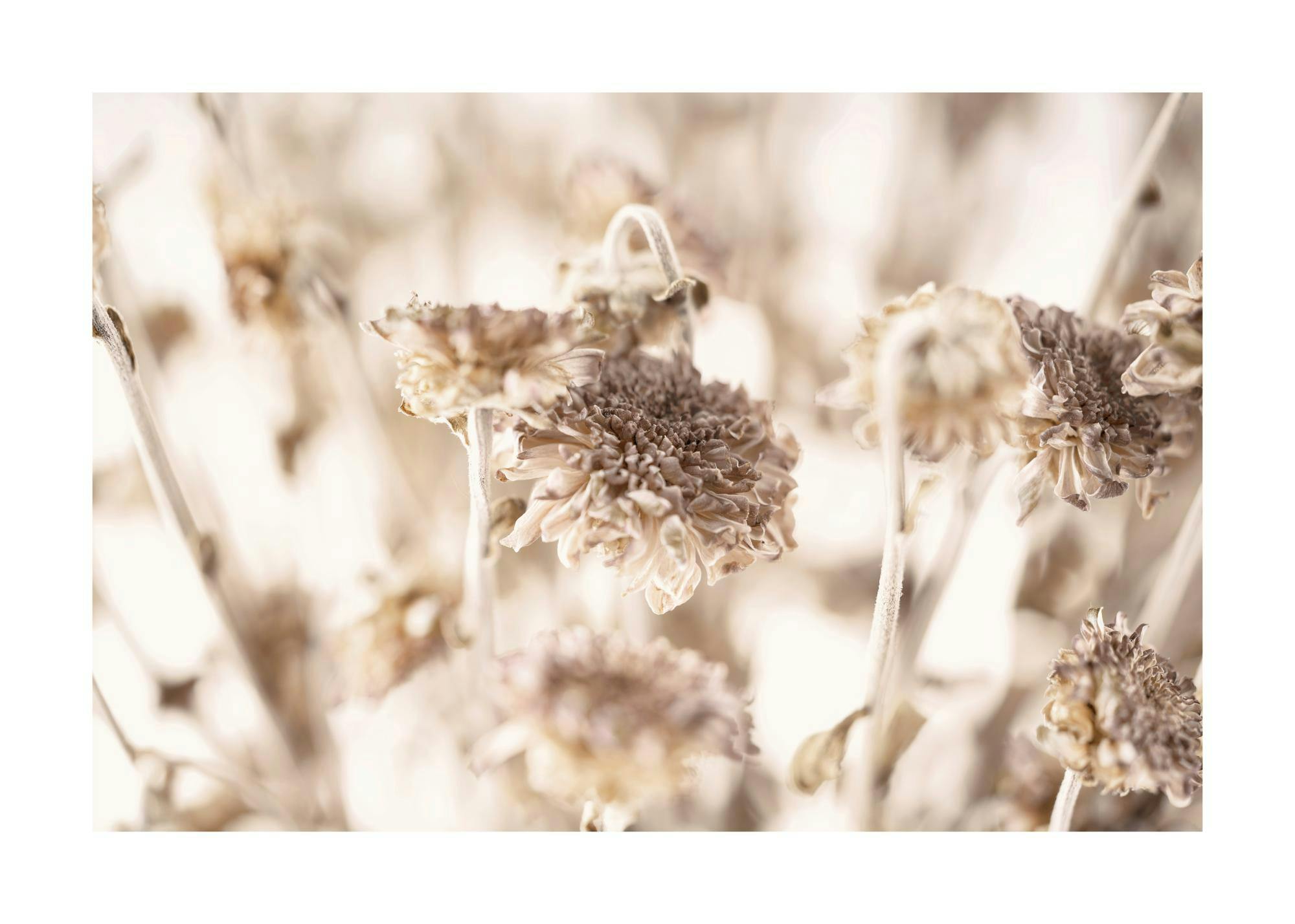 Dried Daisies Poster 0