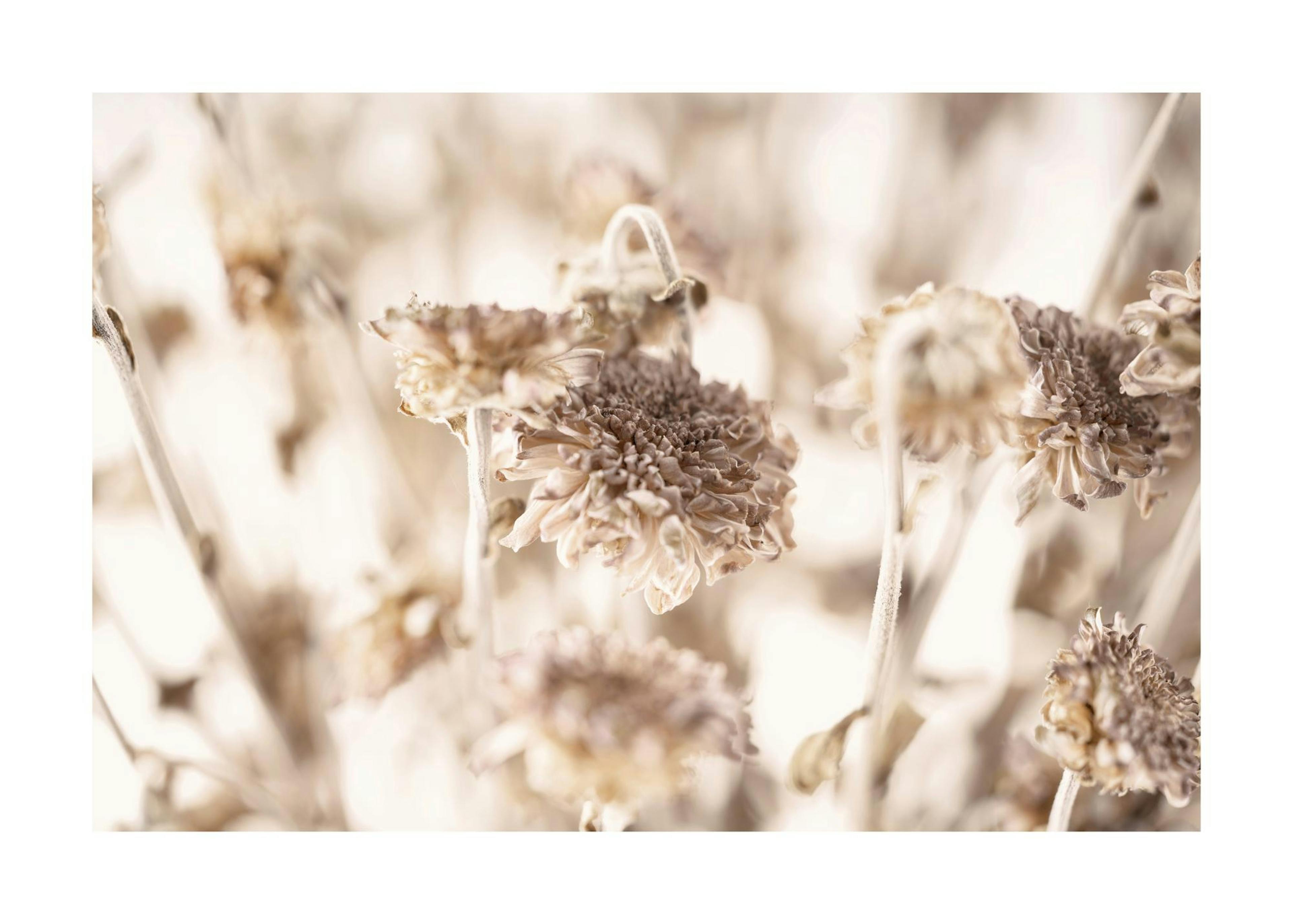 Dried Daisies Print 0