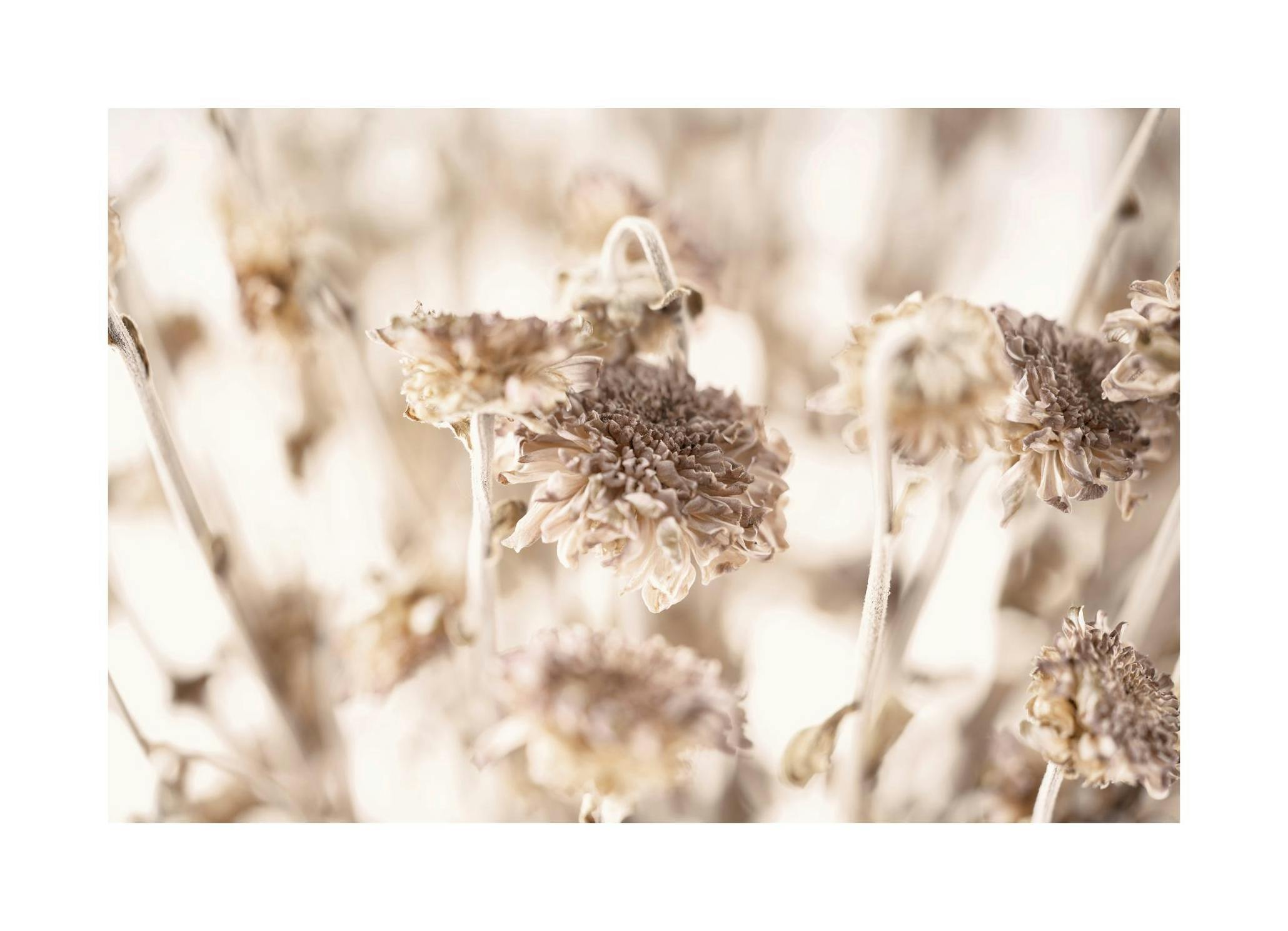 Dried Daisies Poster (21x30 cm) -  Poster mit Blumenmotiven