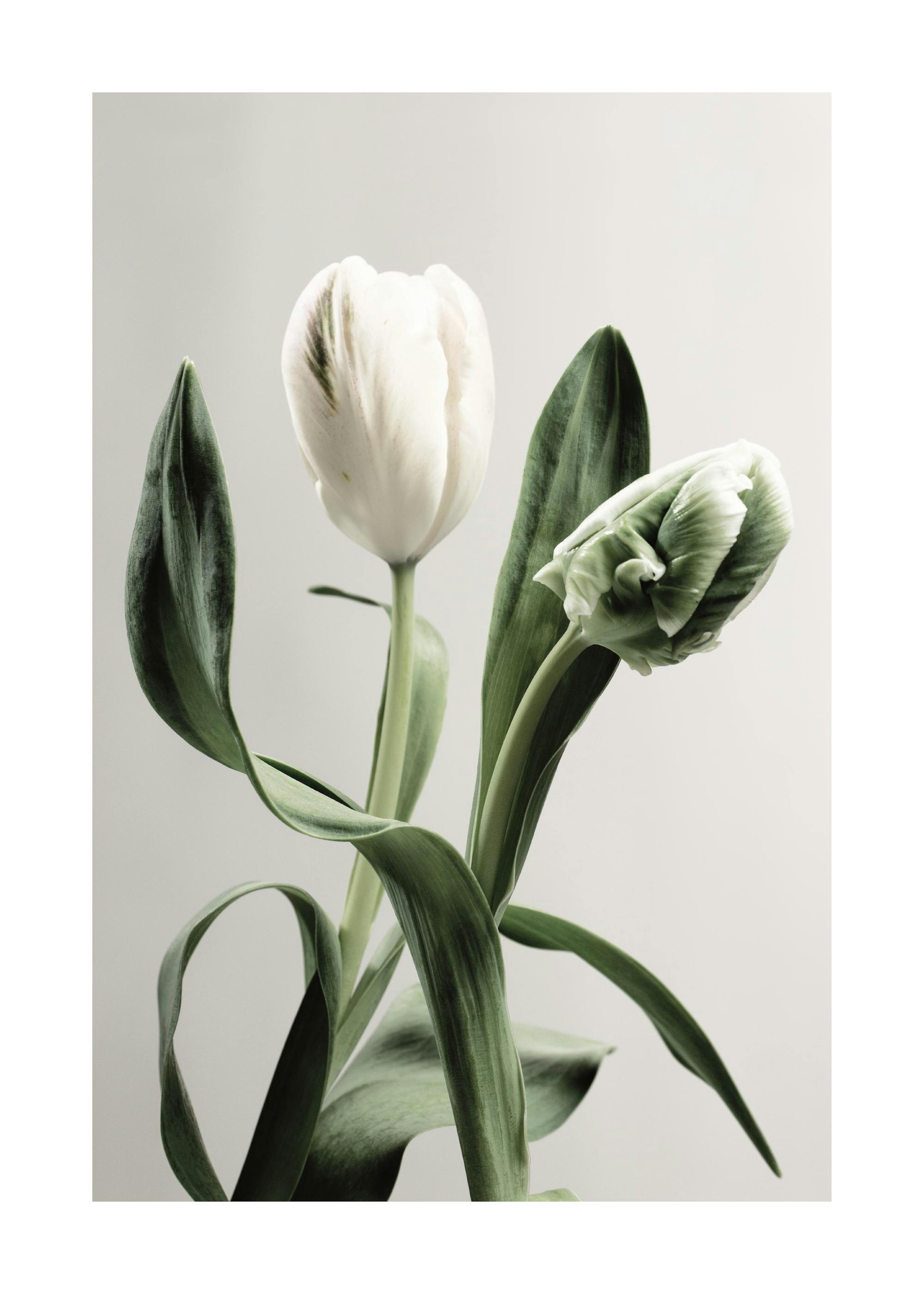 Green Tulips Plagát 0