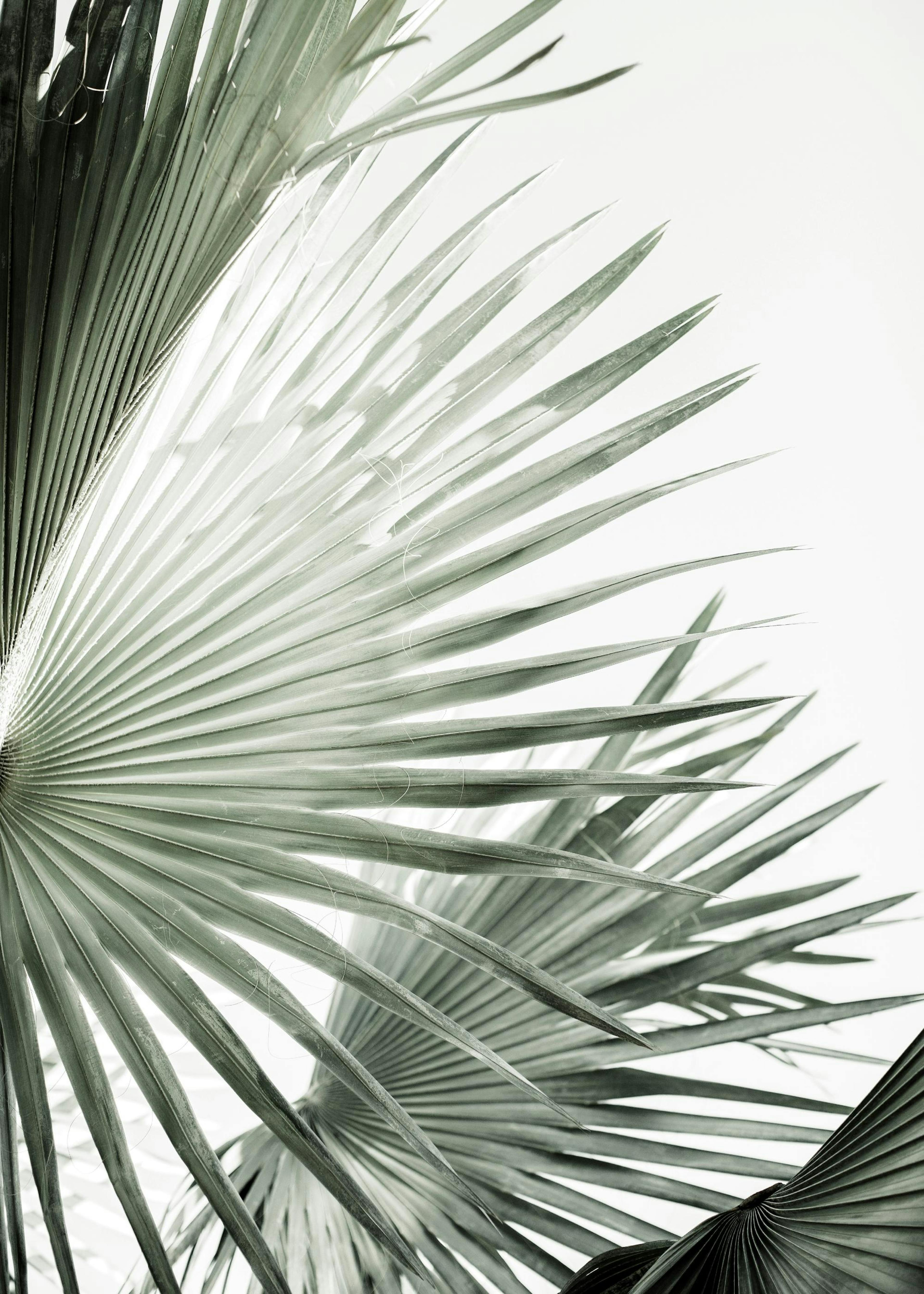 Green Palm Leaves Poster 0