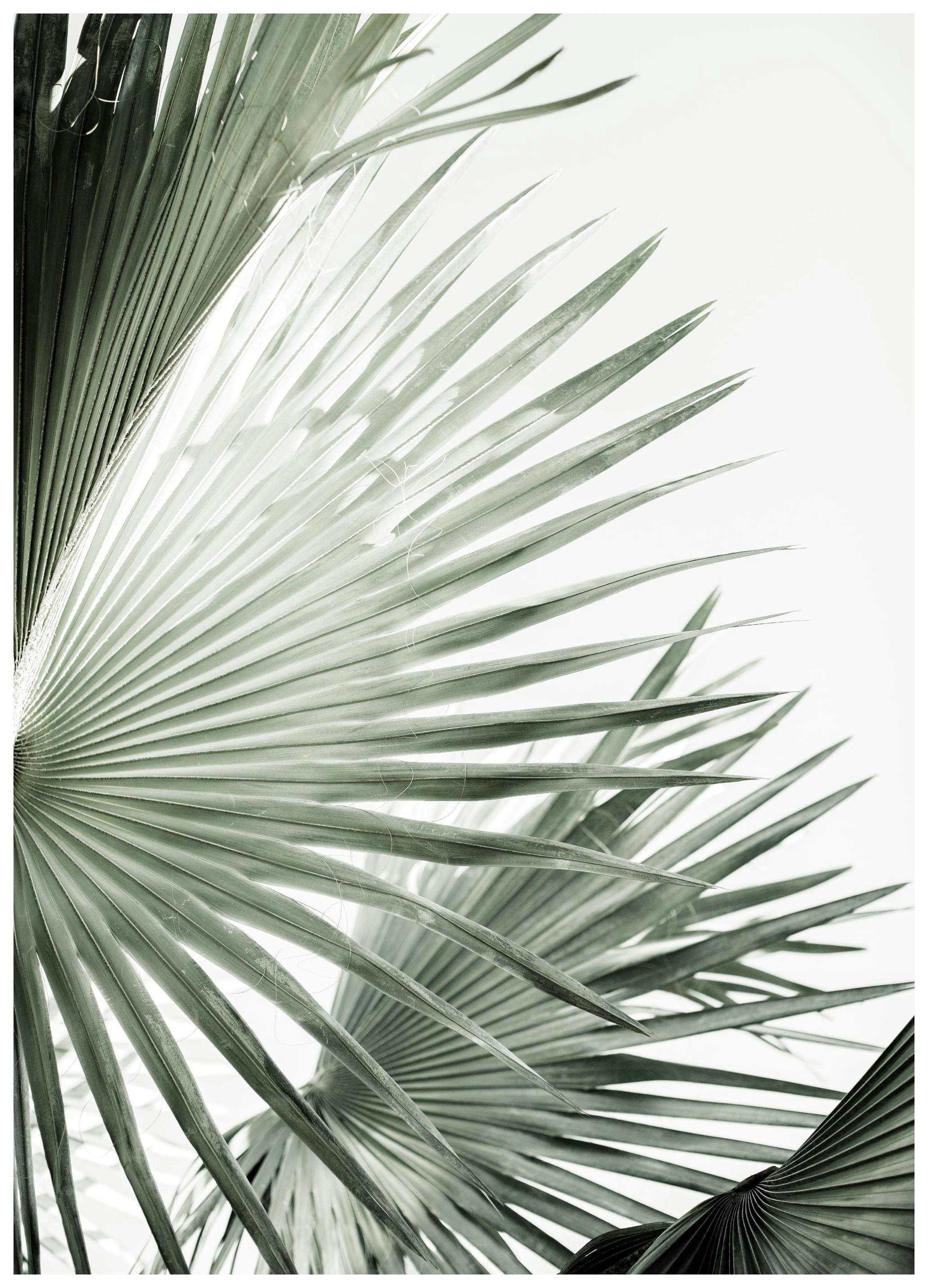 Green Palm Leaves Poster (30x40 cm)