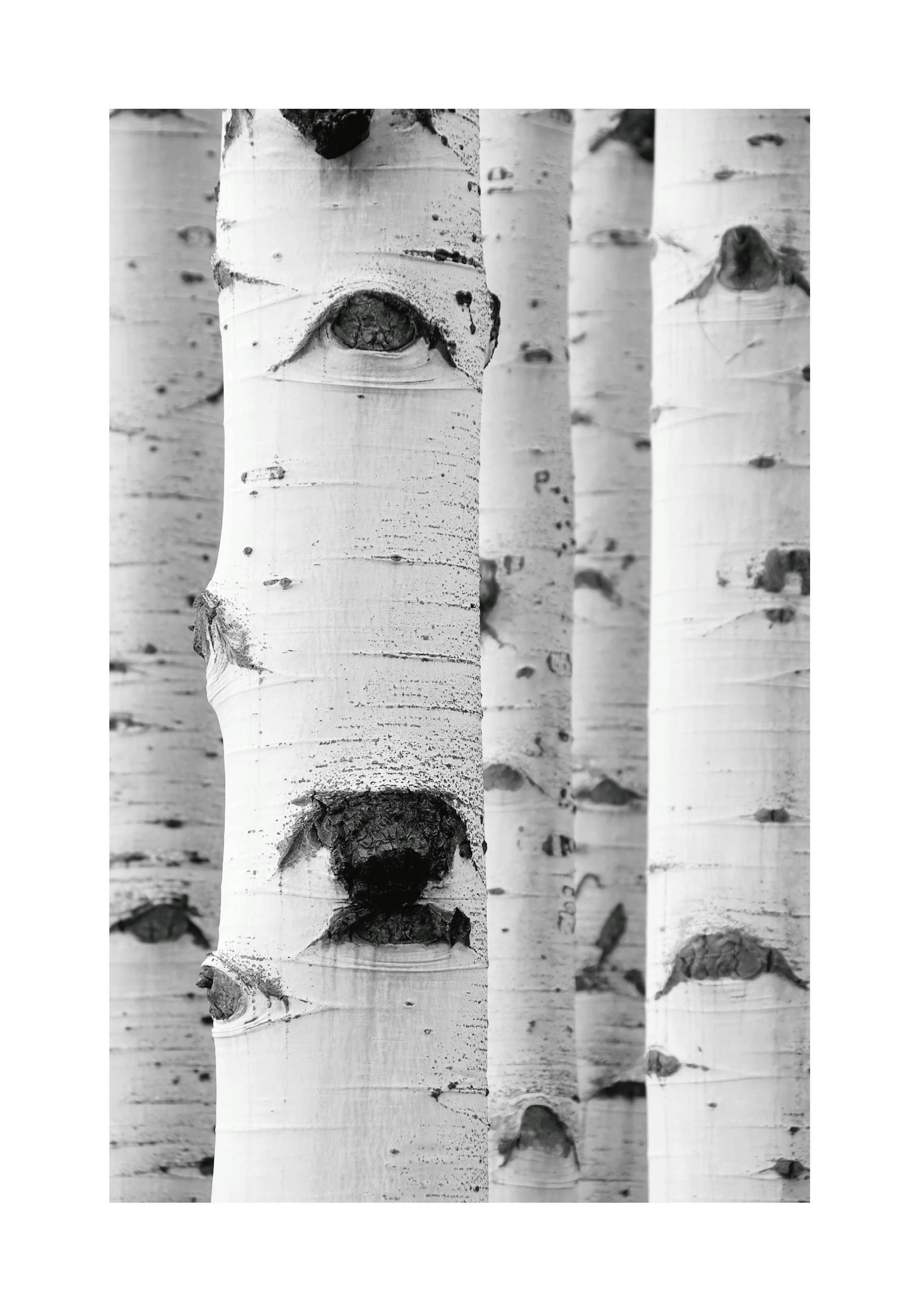 Birch Trees Affiche