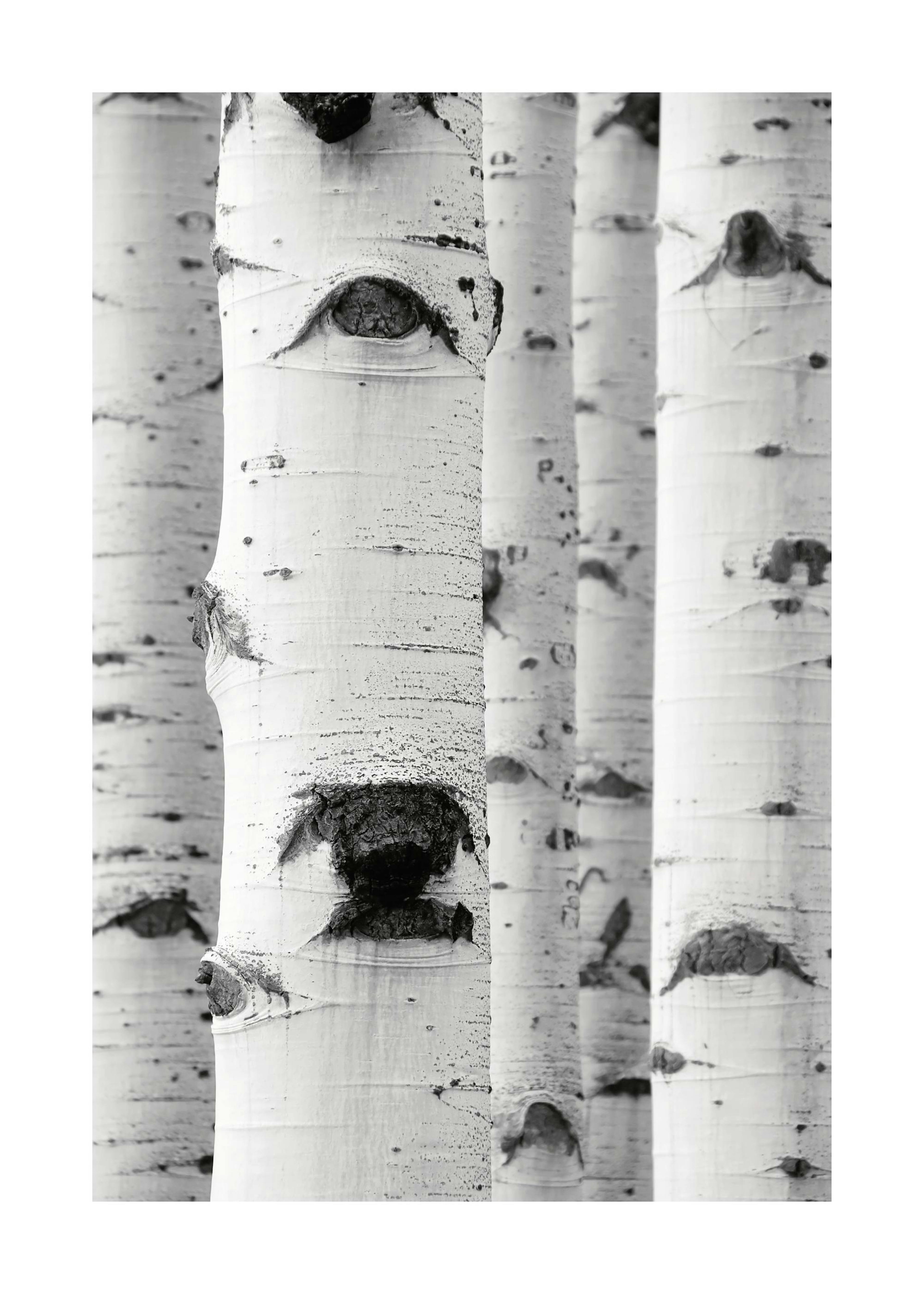 Birch Trees Print 0