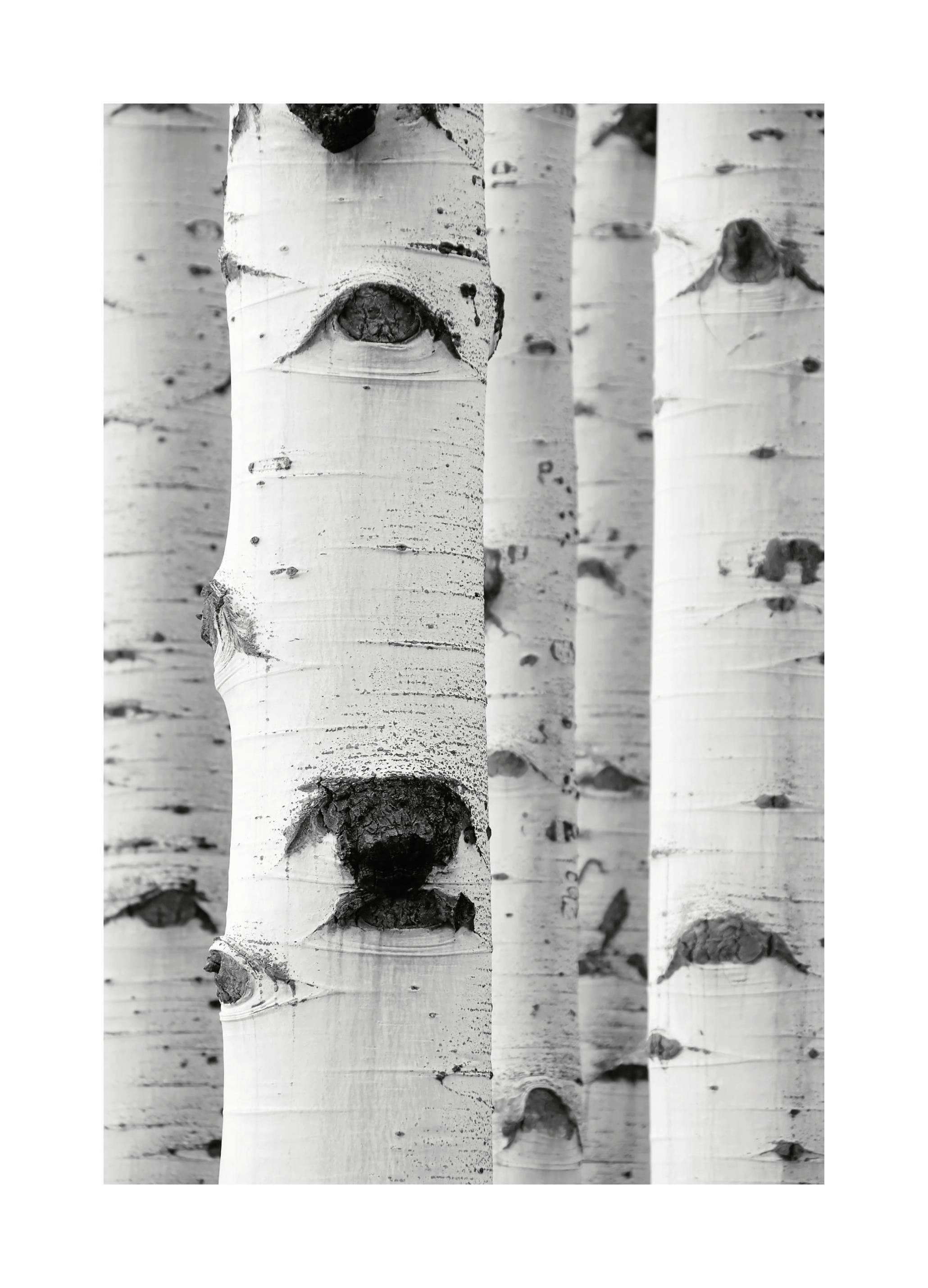 Prints - Birch Trees Print (21x30 cm) - Nature prints