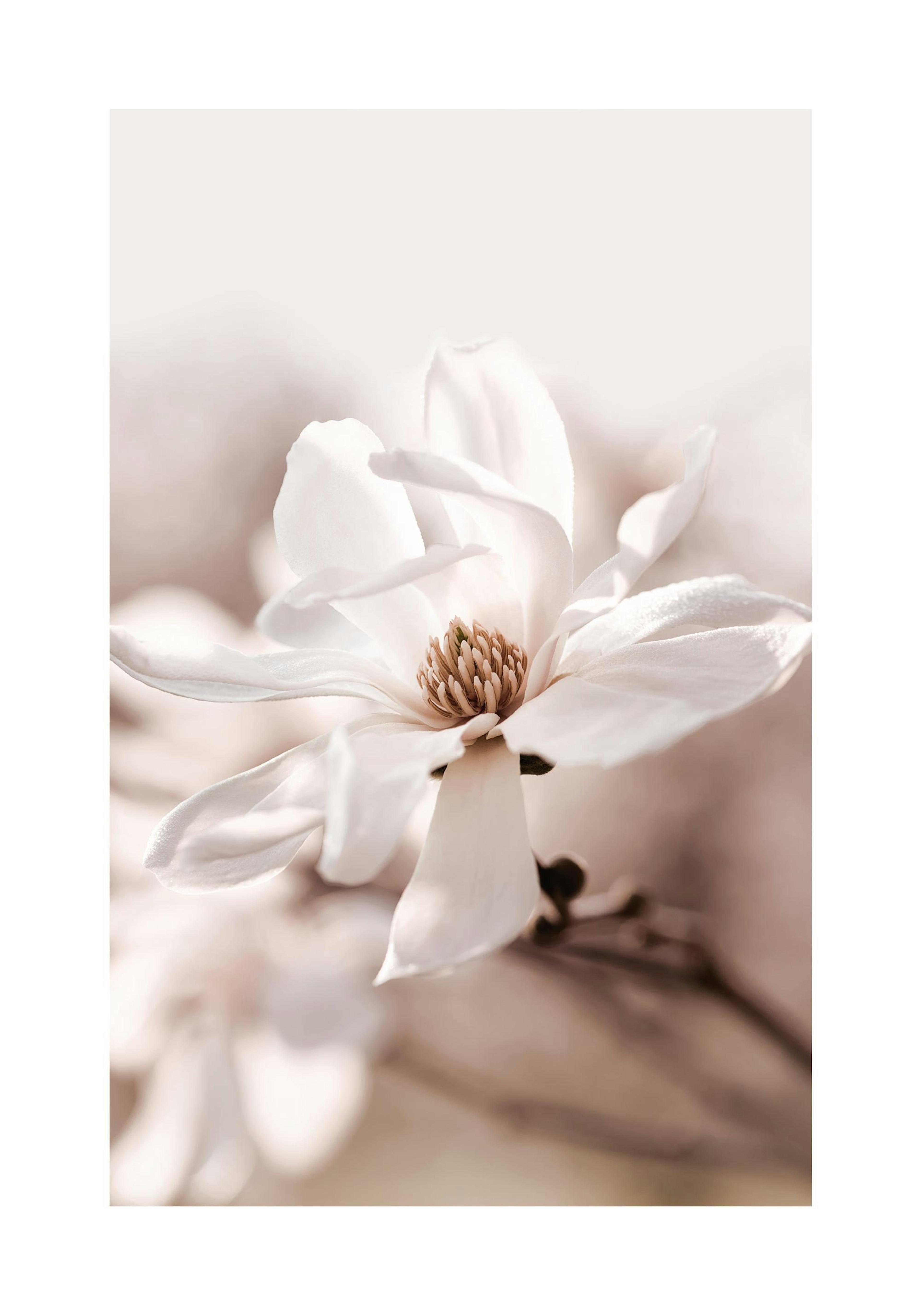 Star Magnolia Blossom Affiche