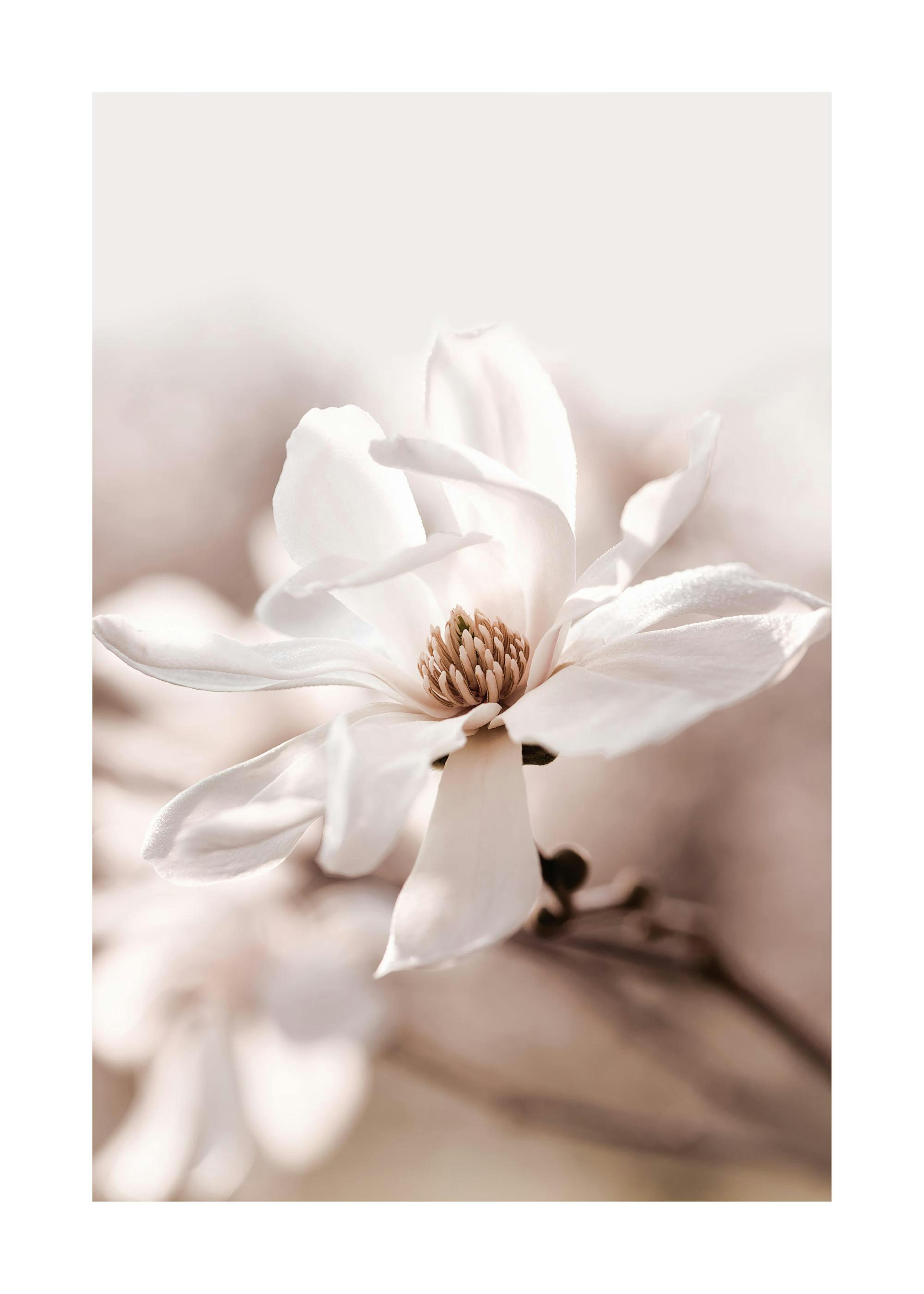 Star Magnolia Blossom Affiche 0
