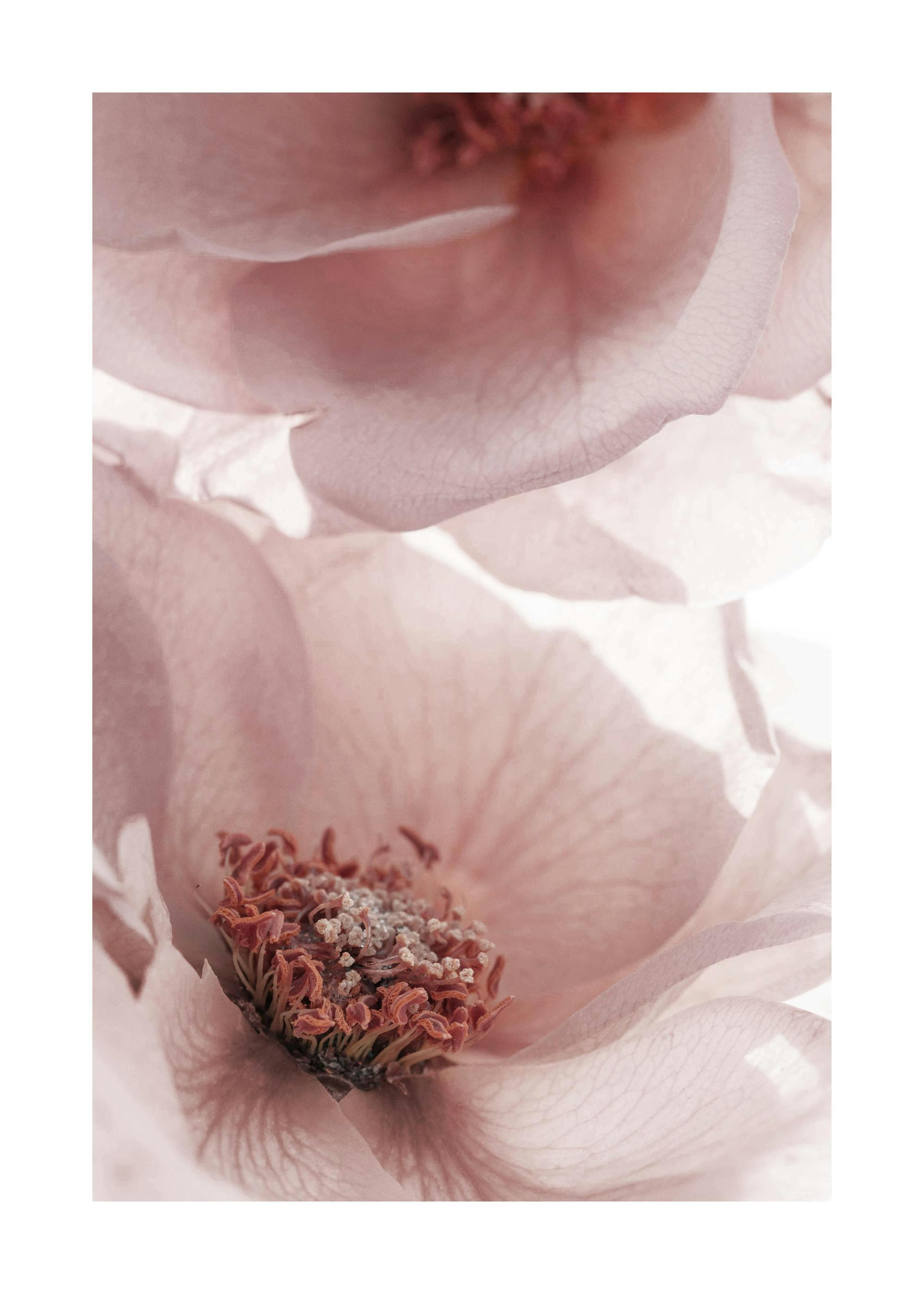 Garden Roses Poster 0