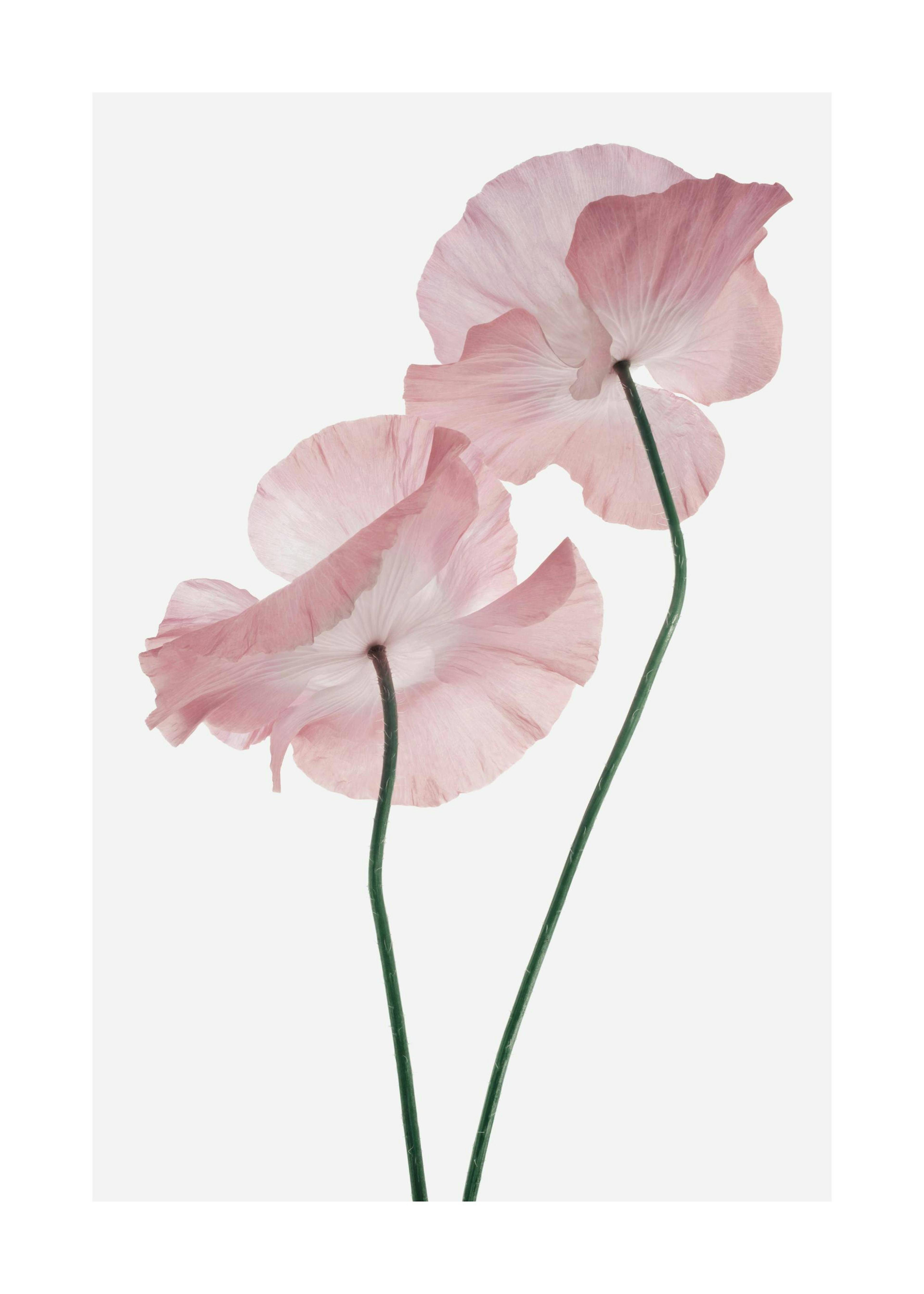 Pink Poppies Poster 0