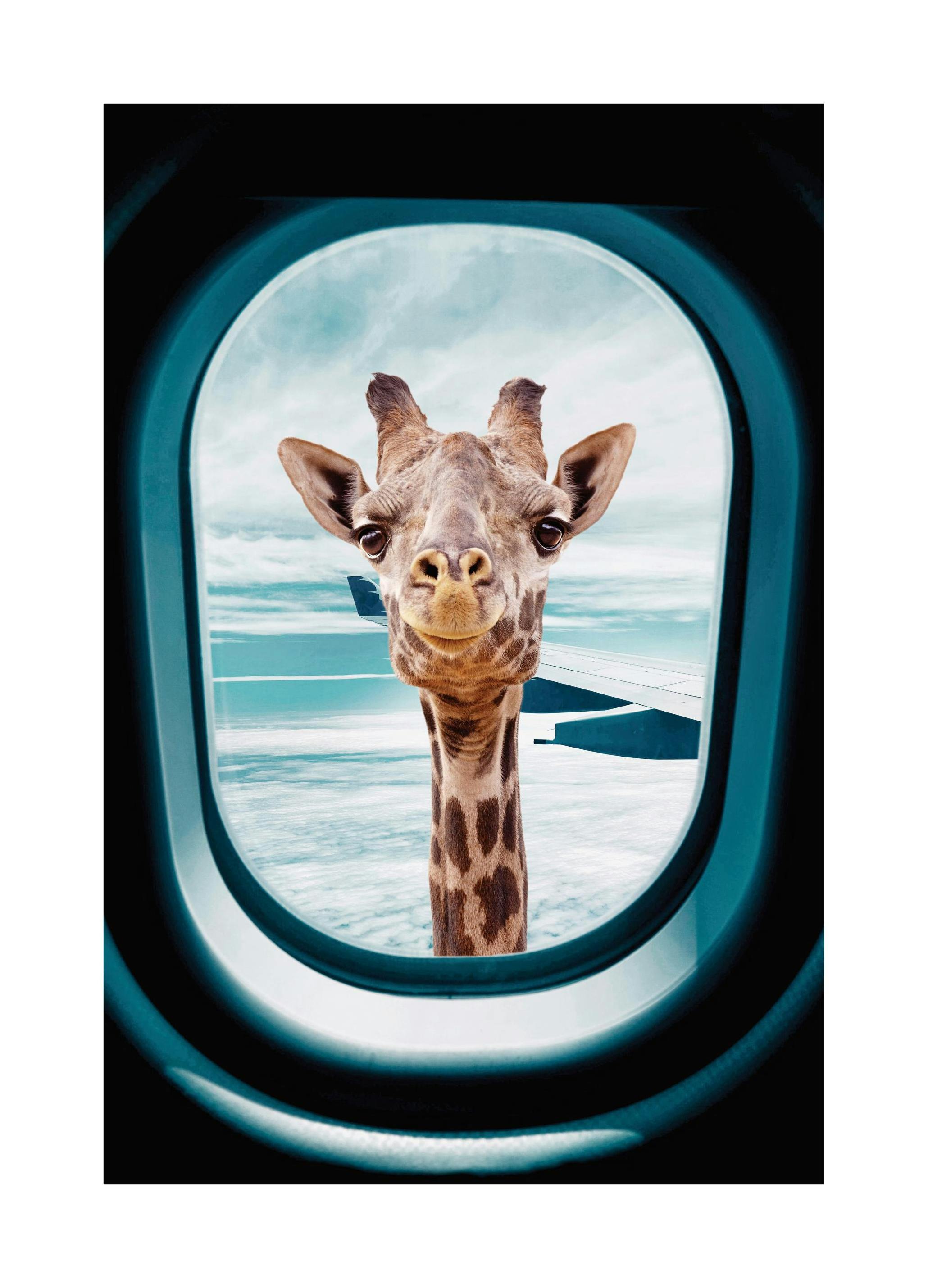 Peek-A-Boo Giraffe Affiche (50x70 cm)  Affiches de girafes