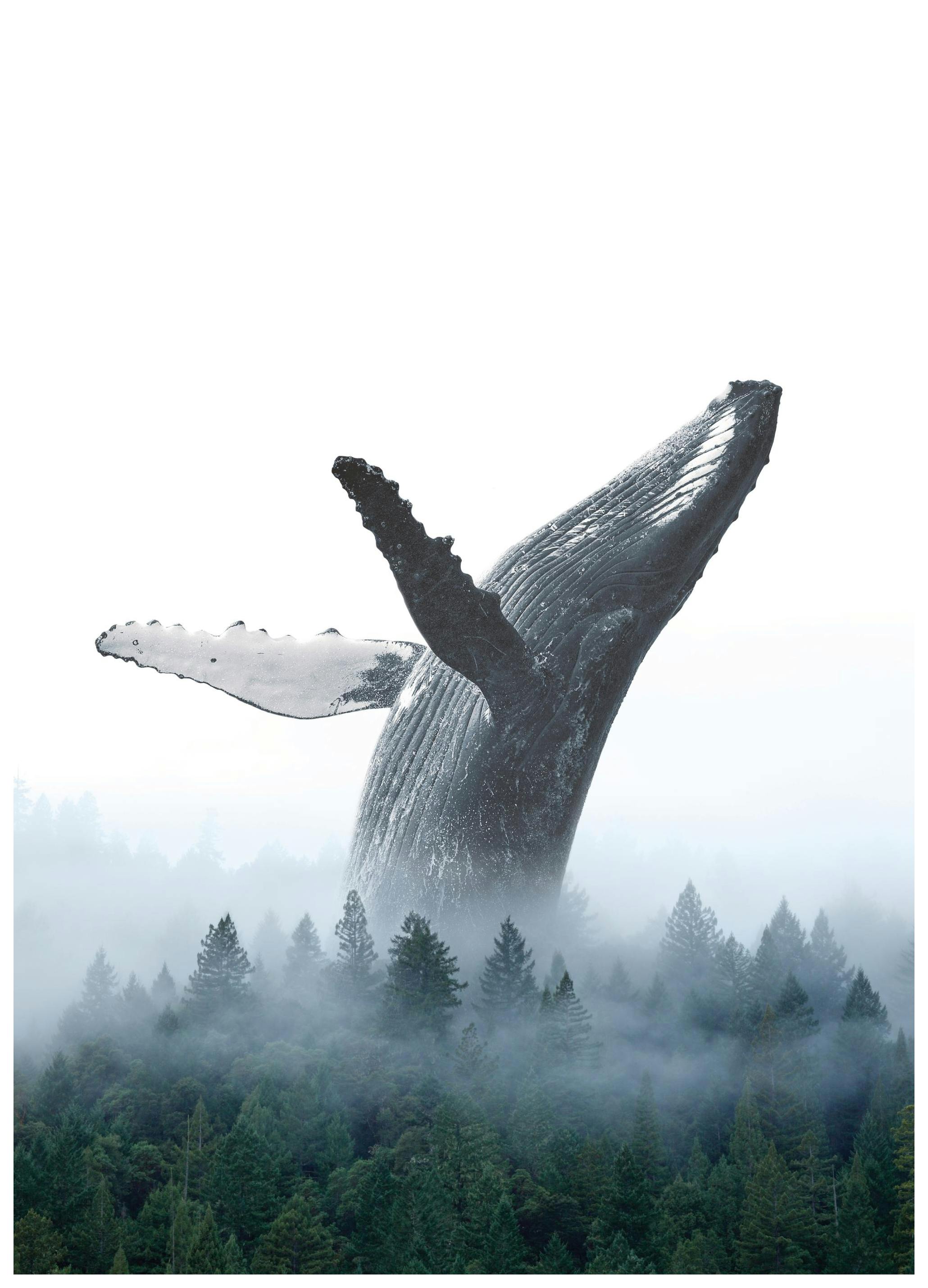 Breaching Whale Poster (50x70 cm)-Posters