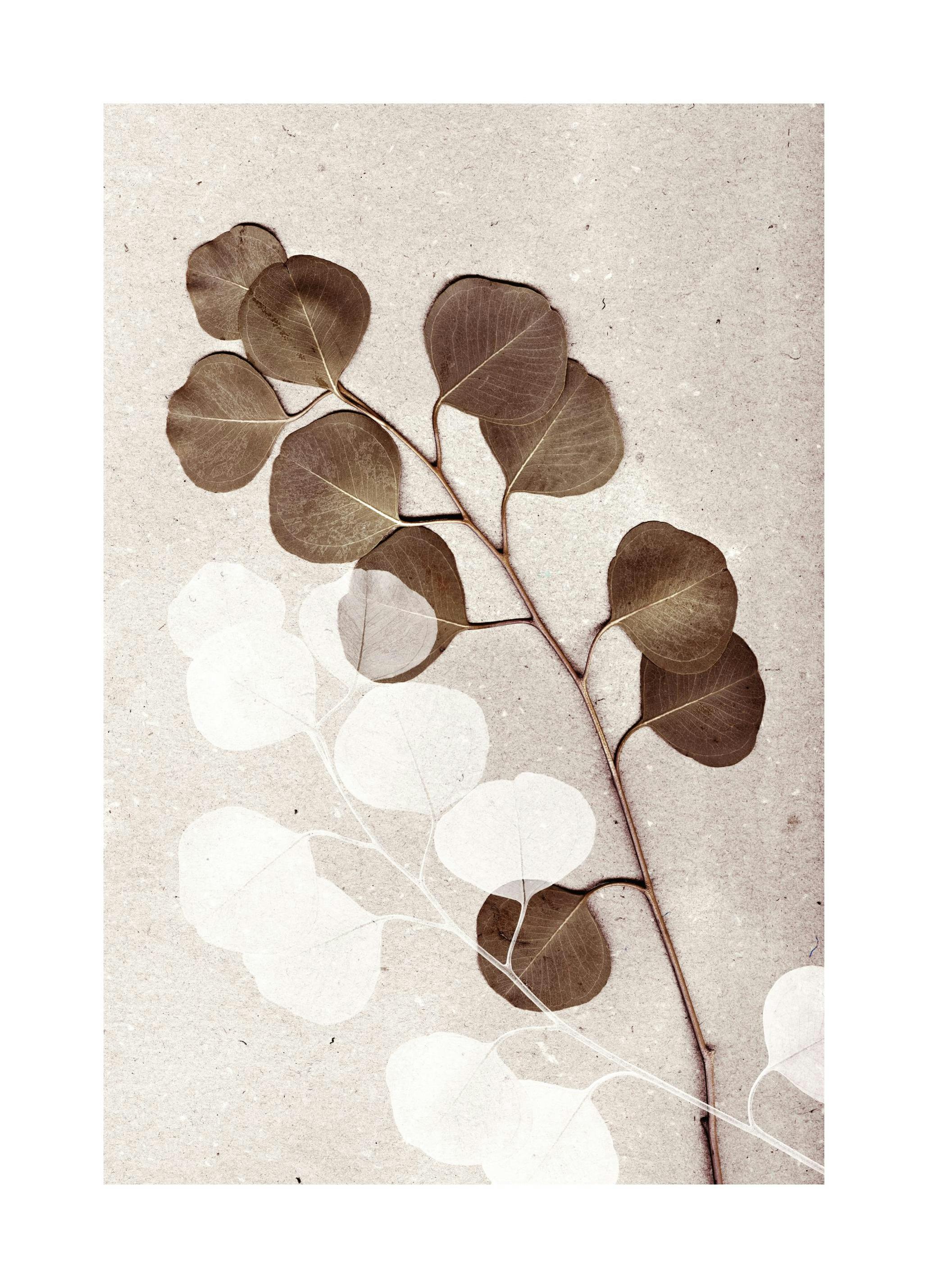 Eucalyptus No2 Poster (30x40 cm) - Groene planten