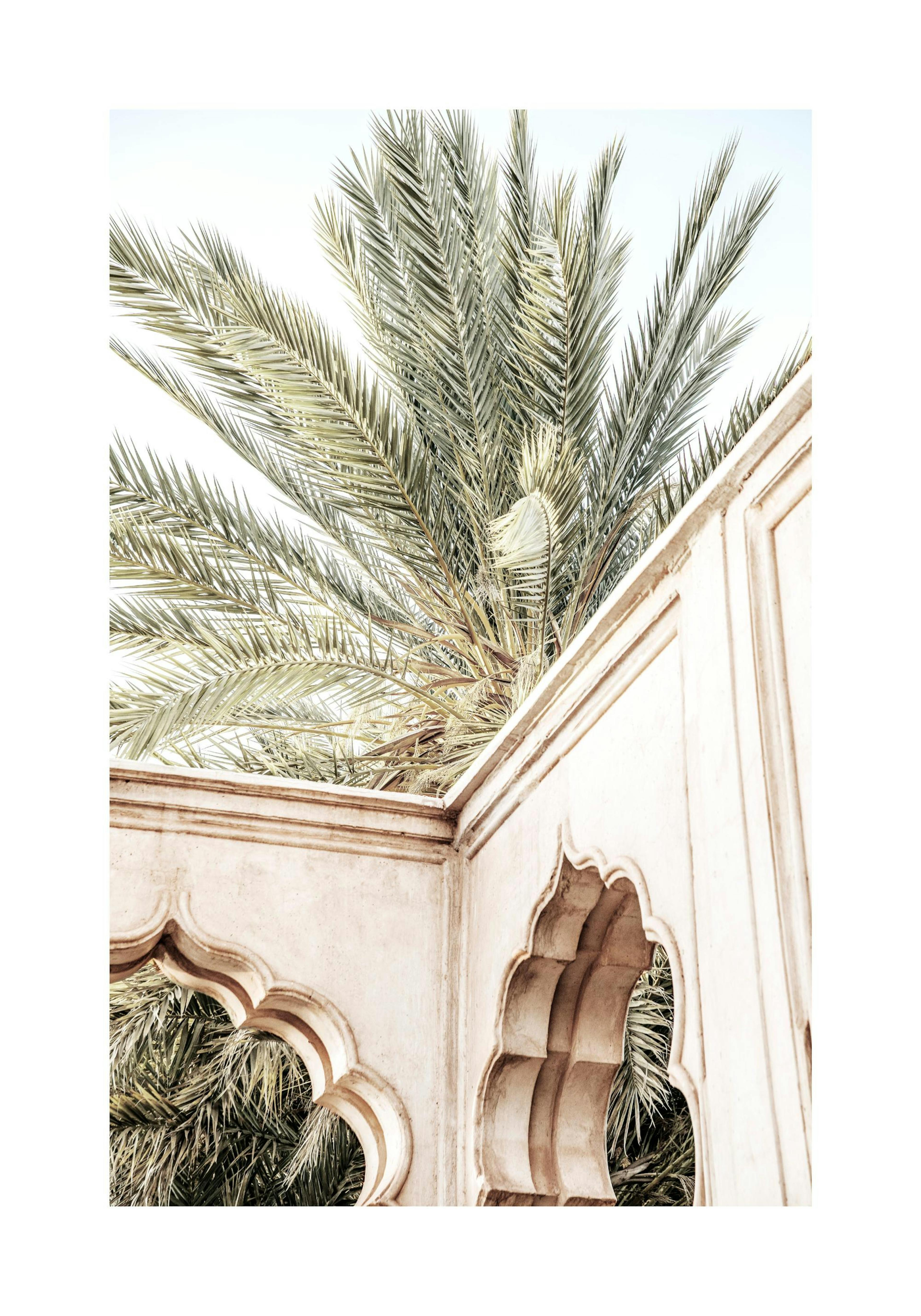 Palm Curves Poster