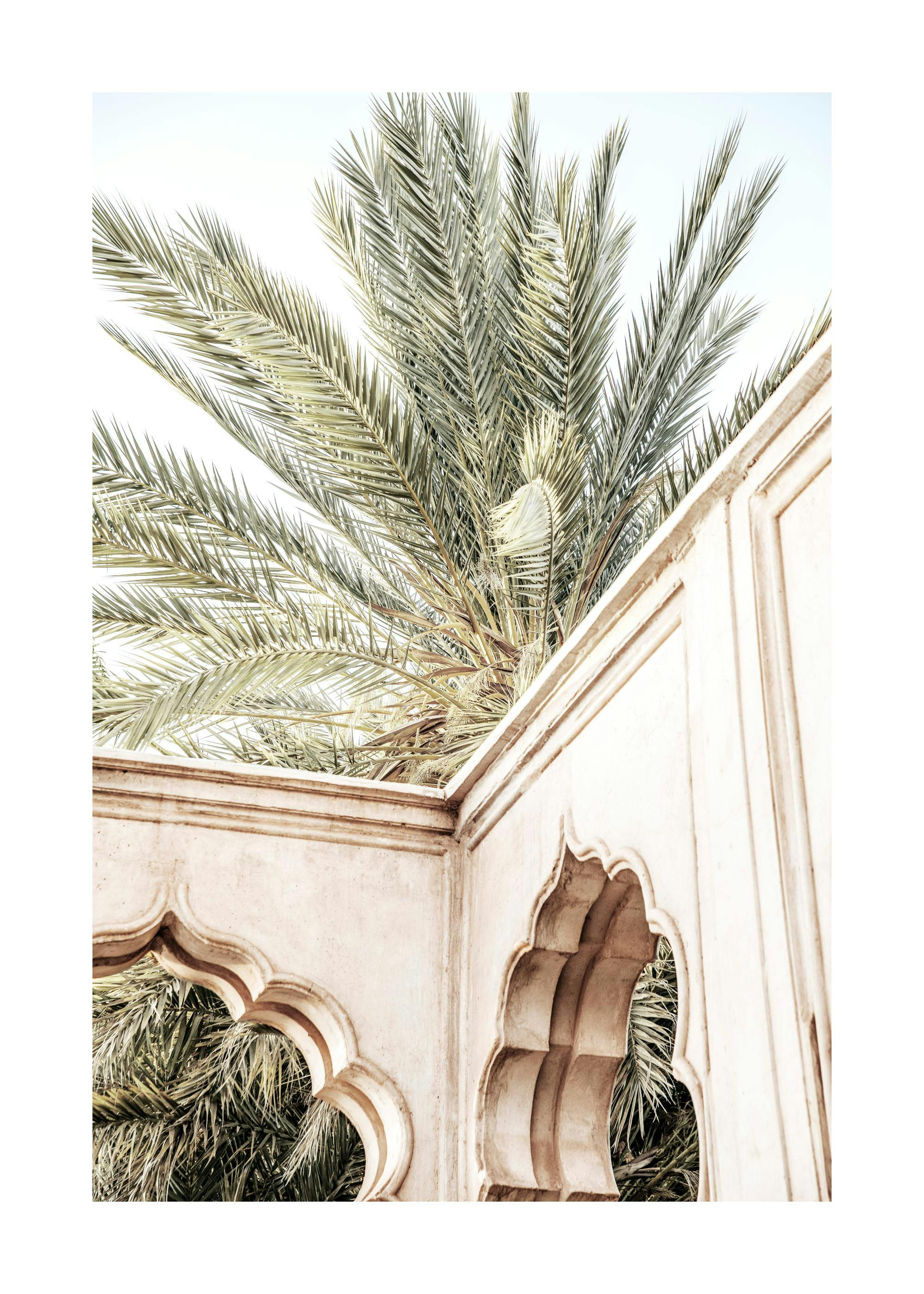 Palm Curves Affiche 0