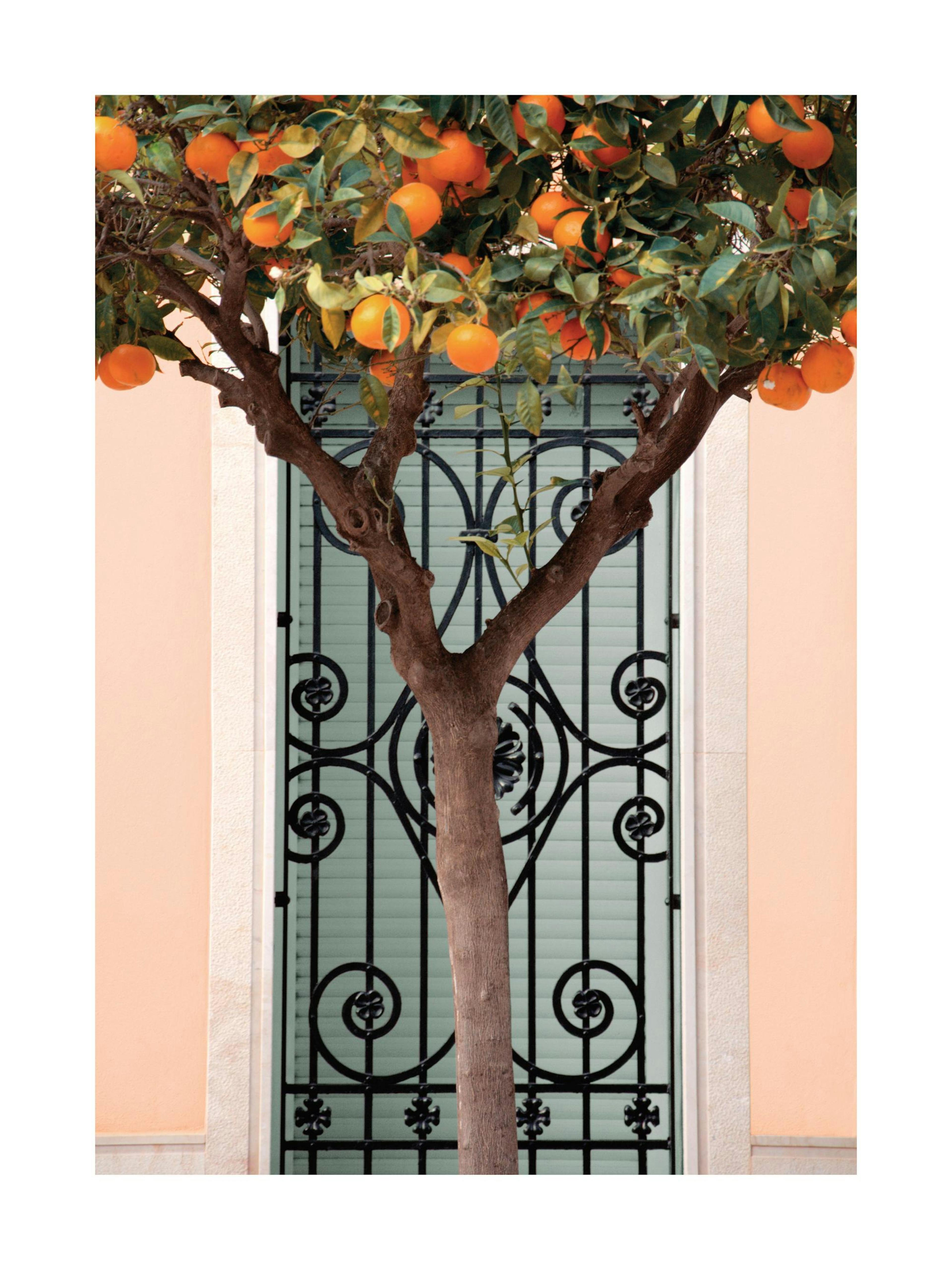 Orange Tree in Valencia Plakat