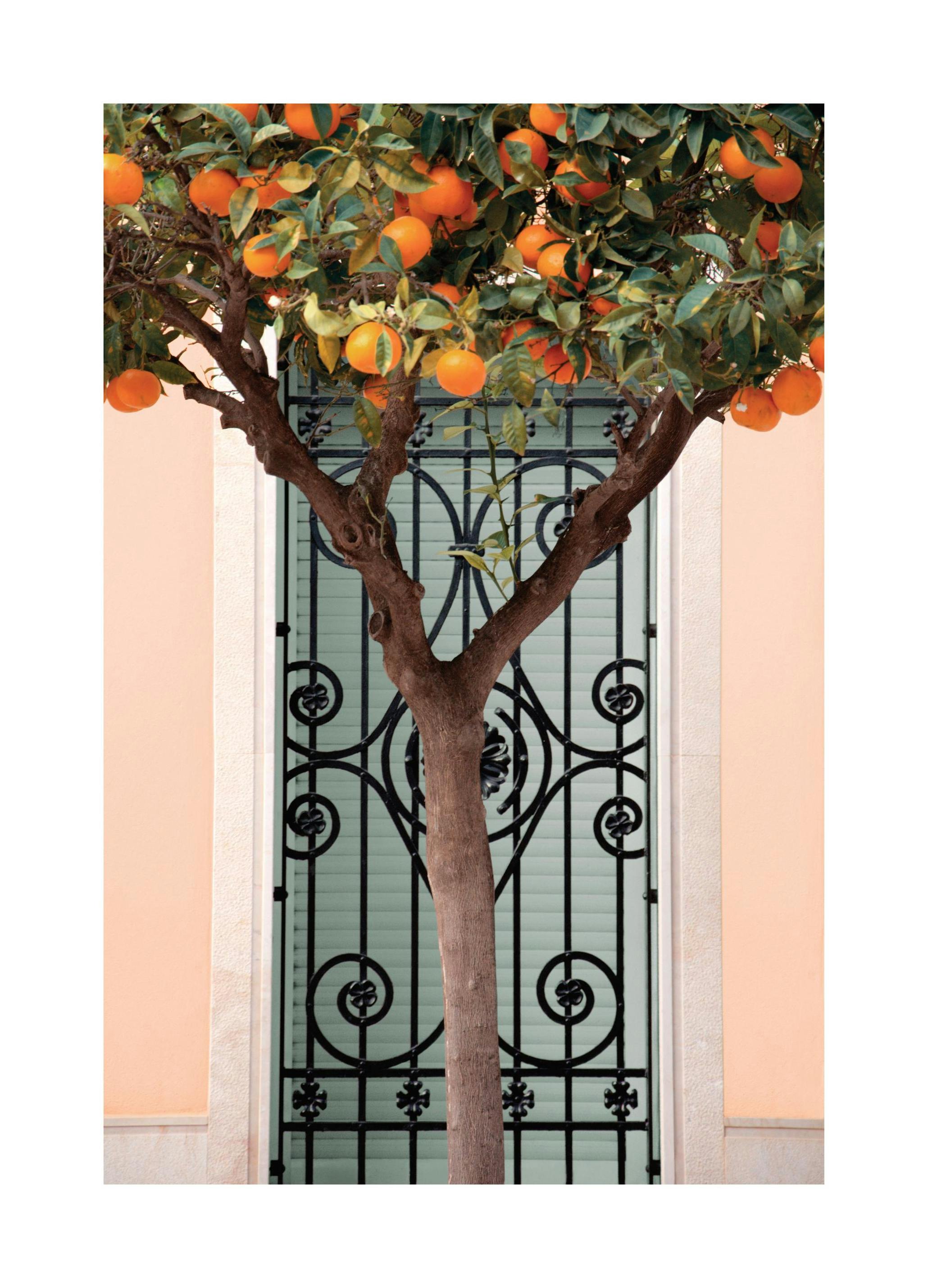 Orange Tree in Valencia Poster (30x40 cm) - Fotokunst