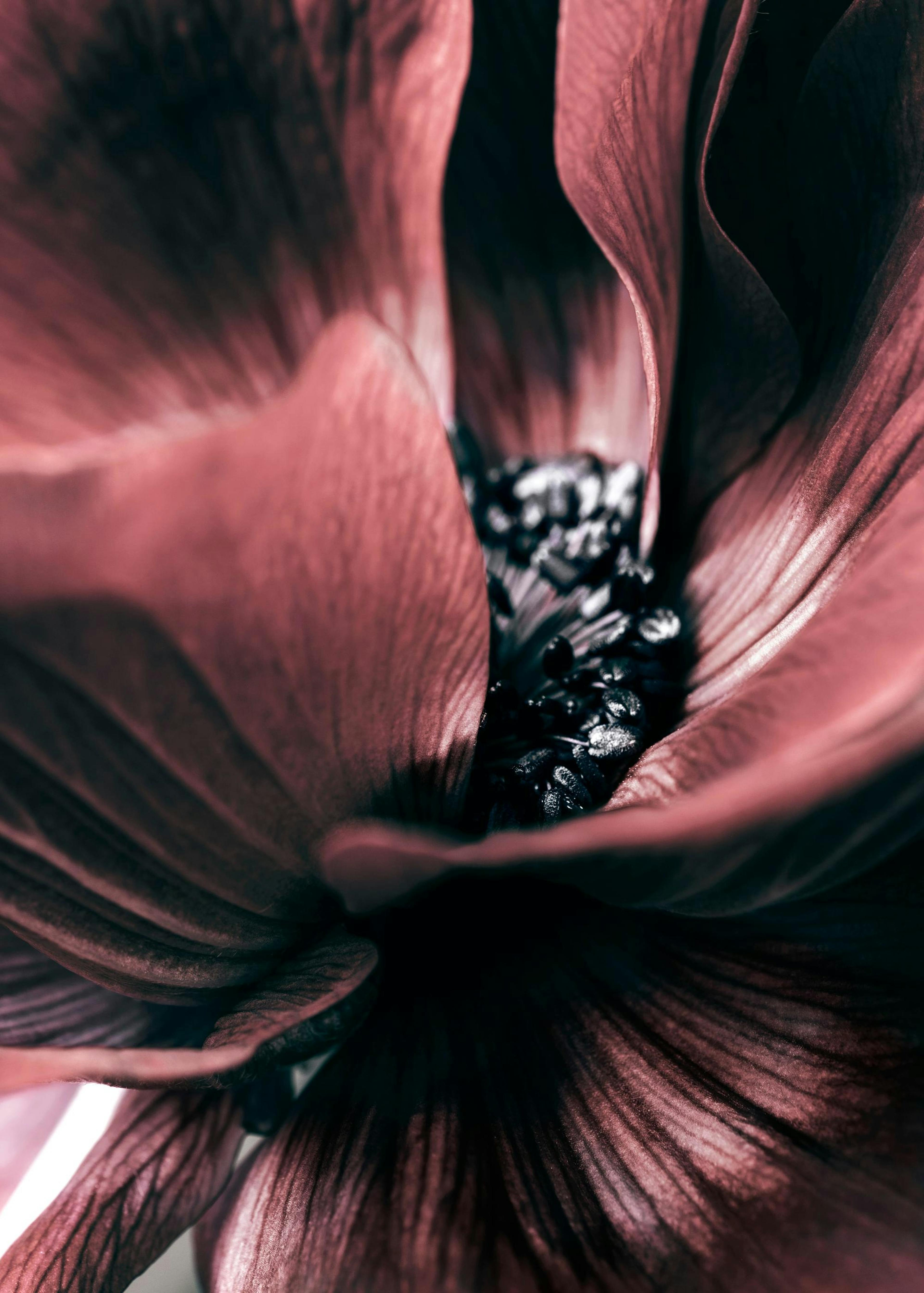 Anemone Close-up Poster 0