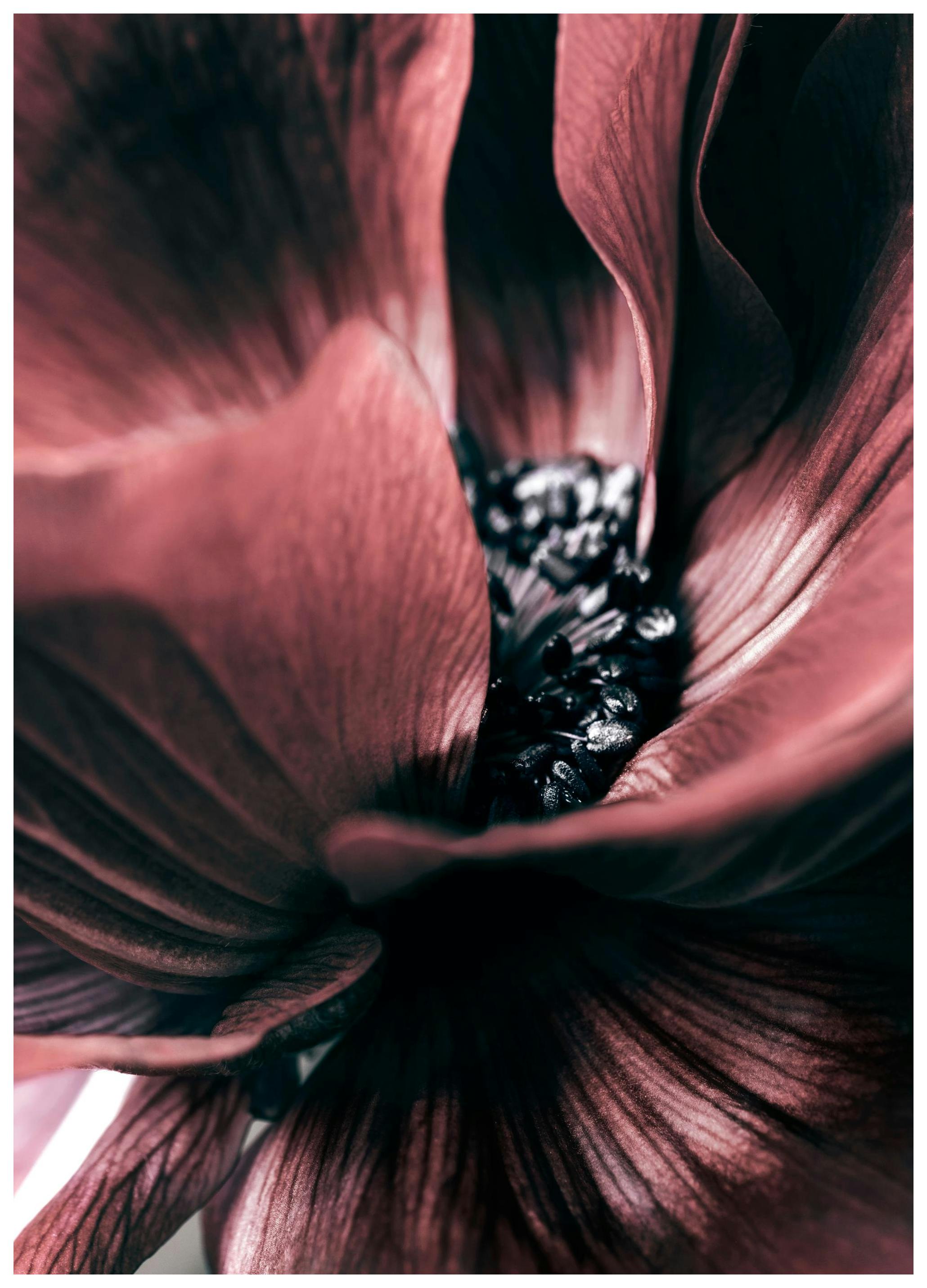 Anemone Close-up Plakat (50x70 cm) - Plakater > Botaniske plakater > Blomsterplakater