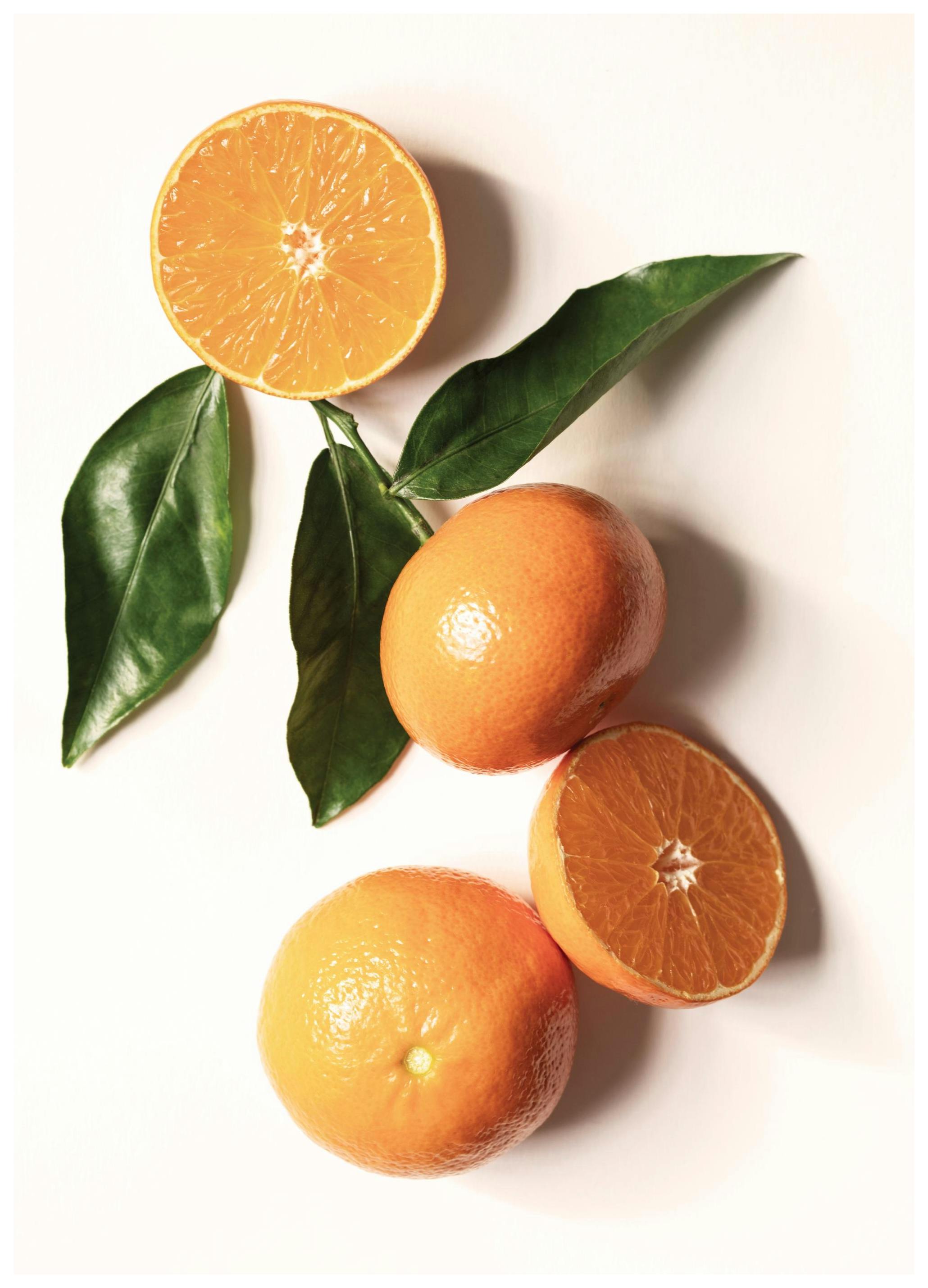 Garden Oranges Poster (50x70 cm)- Comida